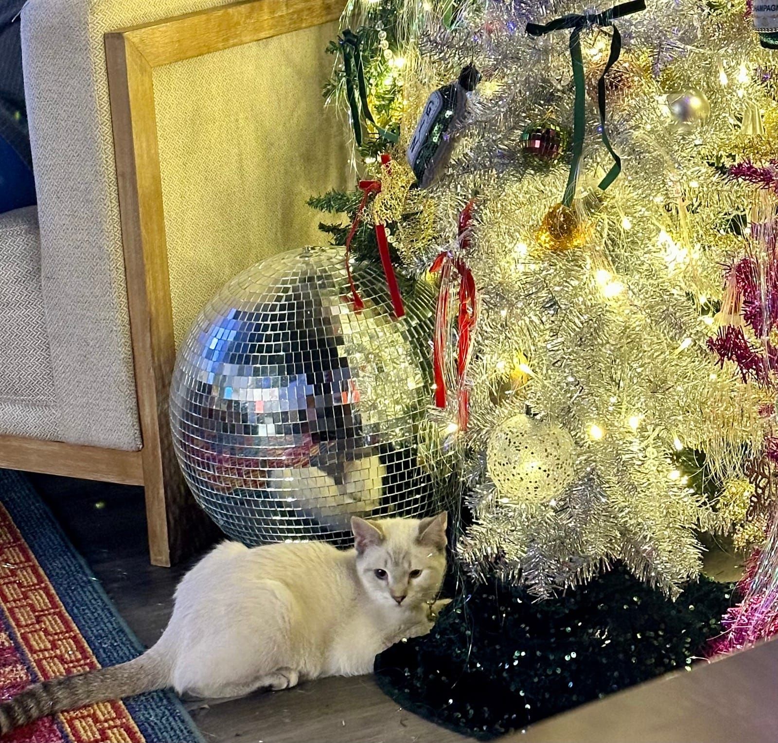 A white cat sits in front of an elaborate holiday display featuring a large silver disco ball, gold tinsel garland with warm lights, red ornaments, and various festive decorations in a doorway.