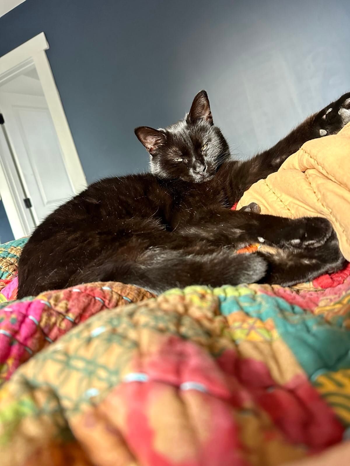 Lily the black cat sits on a colorful blanket.