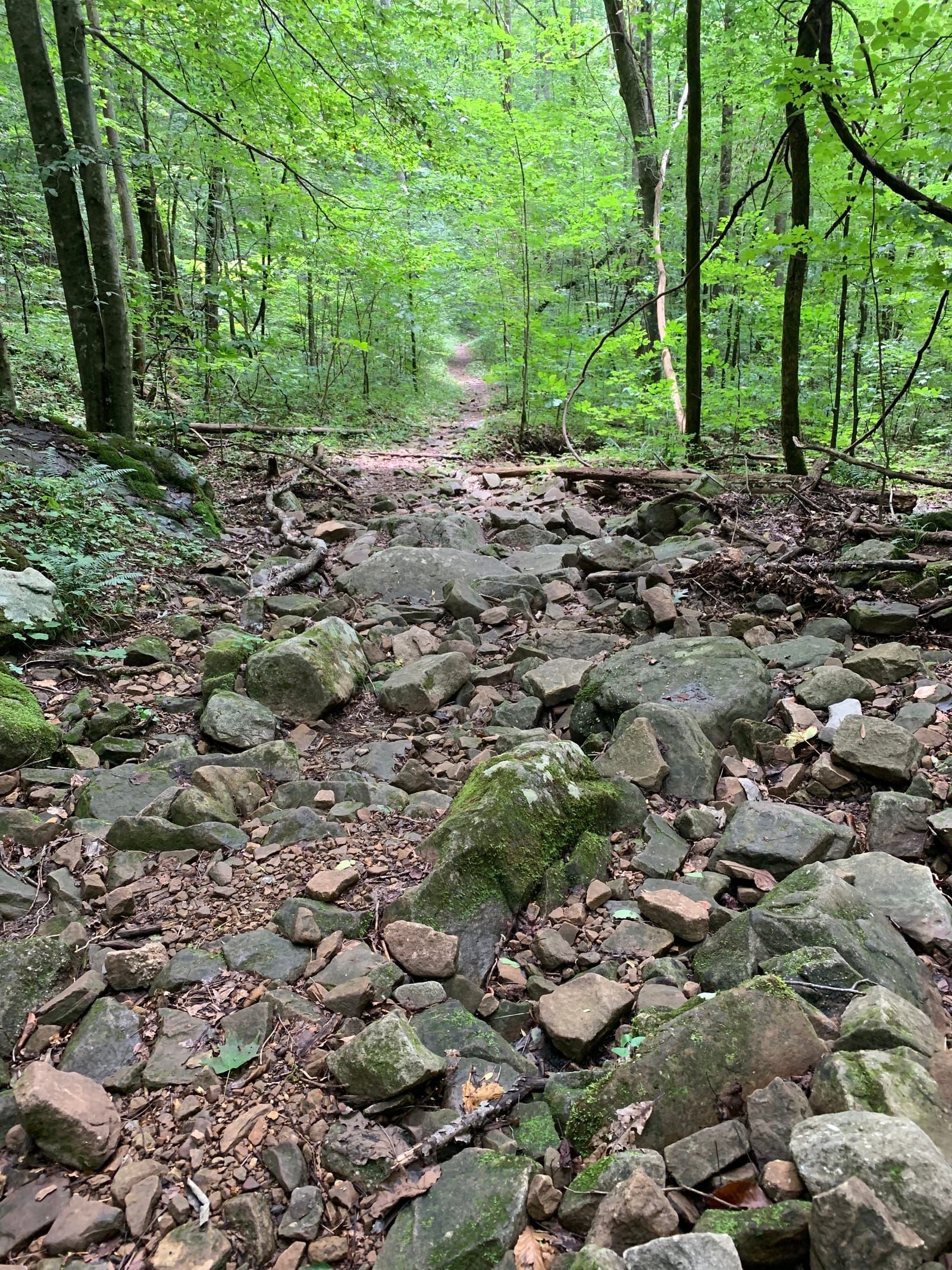 Looking back down the trail.