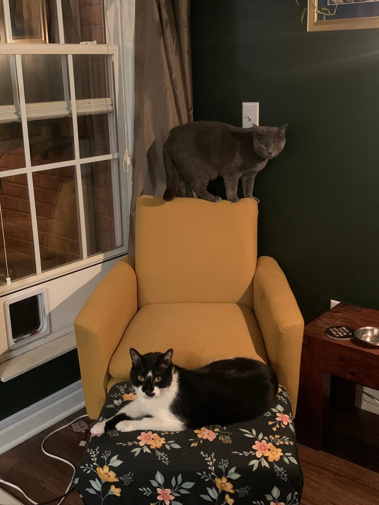 Oliver the tuxedo cat.