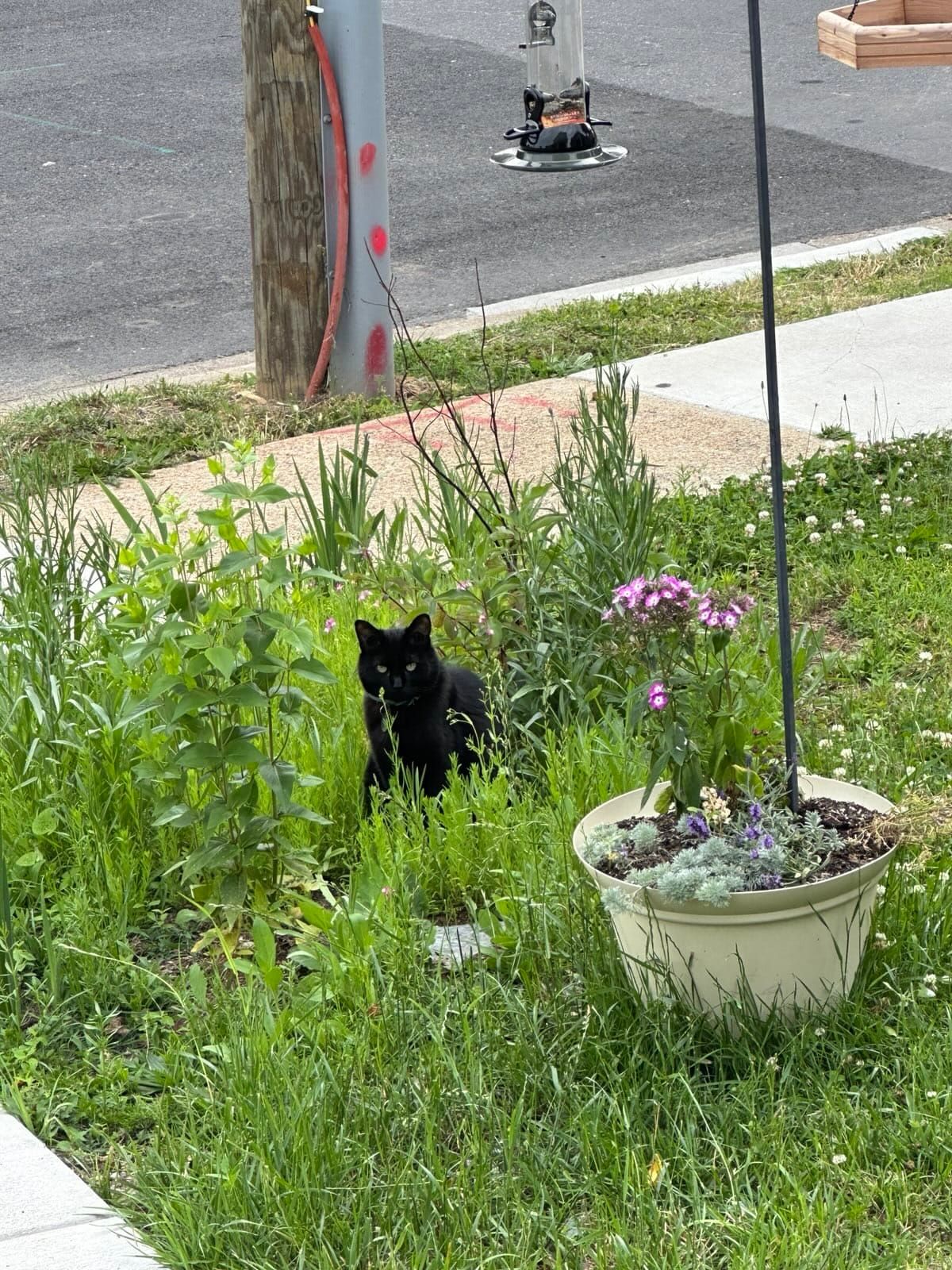Lily the black cat, sits in a partially overgrown flower bed. Her black fur stands out in the green foilage.
