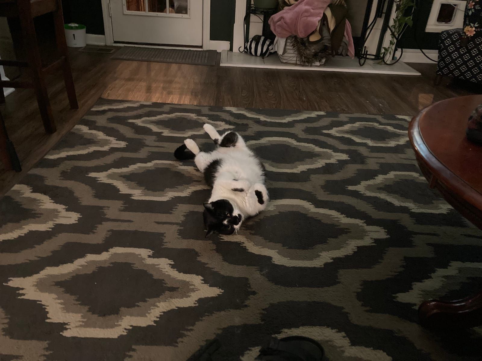 Oliver the tuxedo cat.