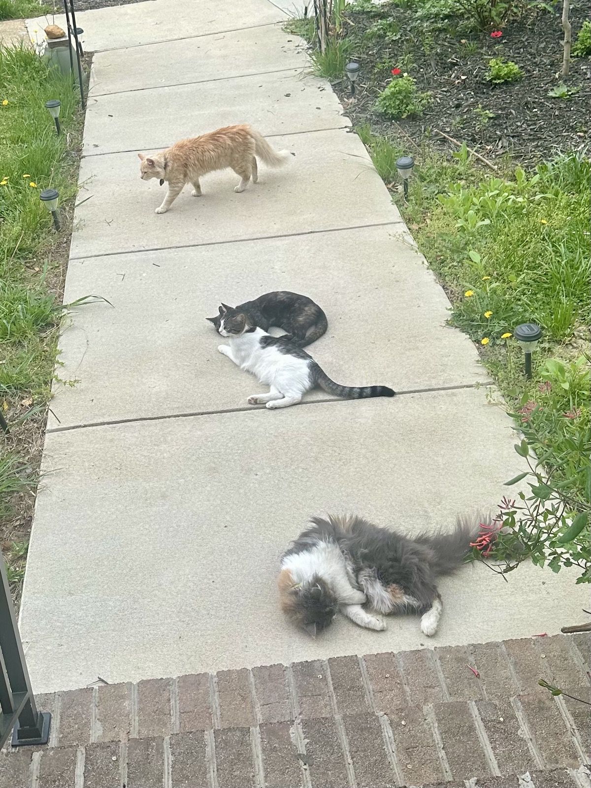 Polly, Lily, and Linus each claiming their own section of the front walkway