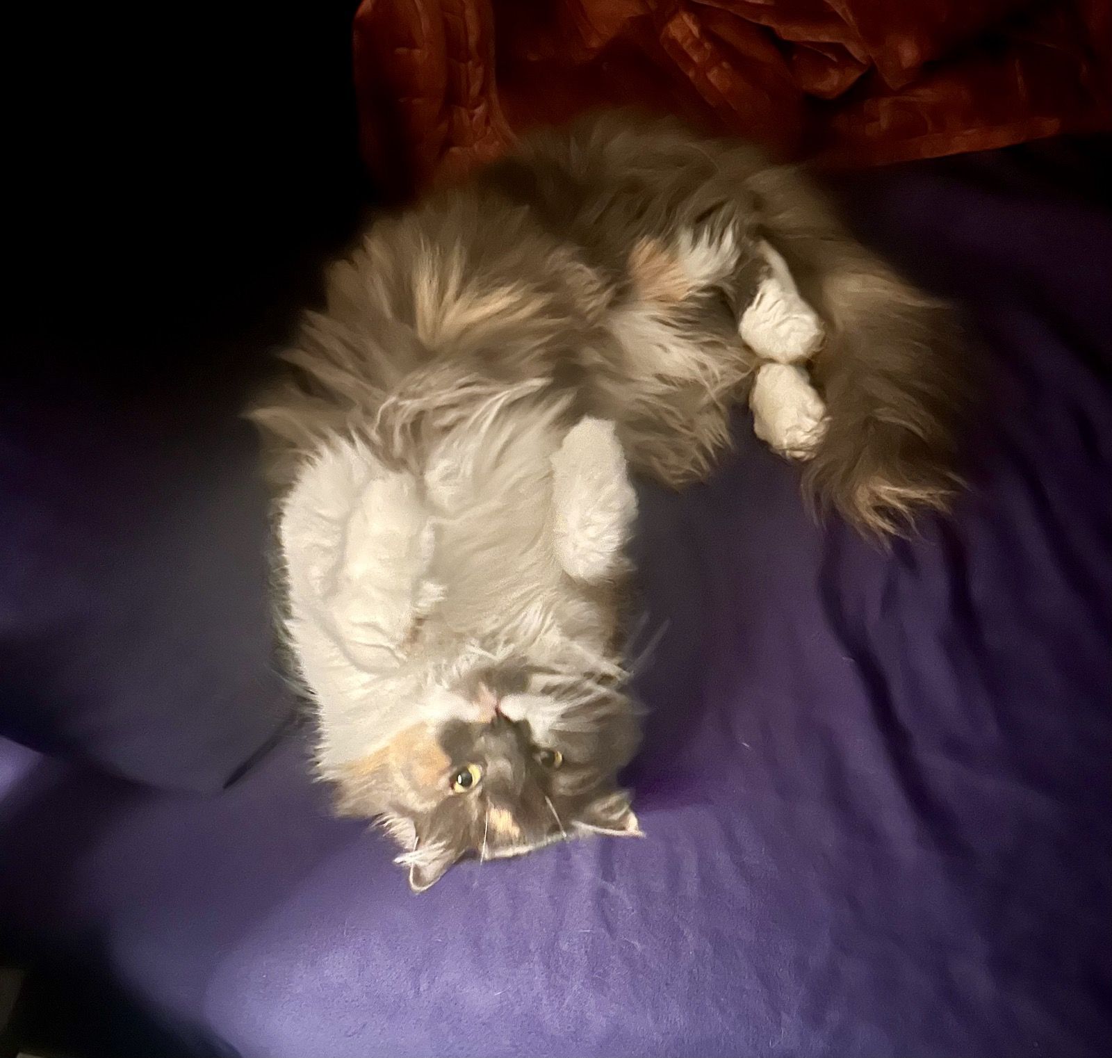 Polly flopped on her back on a purple blanket, paws up