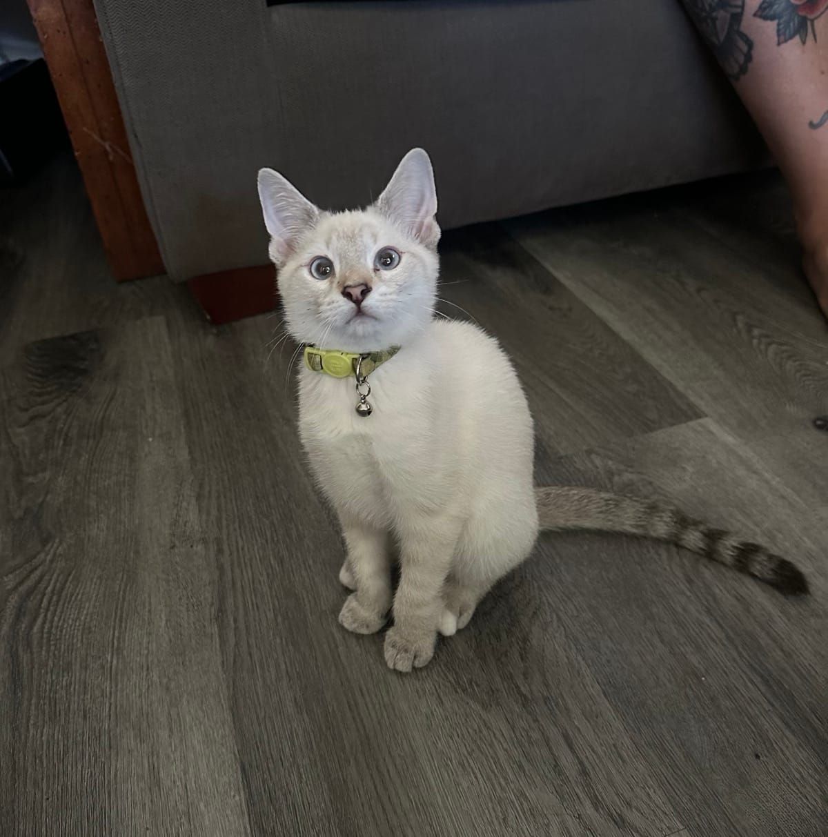 A white cat with green eyes wearing a yellow collar with a bell sits on a gray wood-look floor in front of a gray couch. The cat is looking directly at the camera with an alert expression.