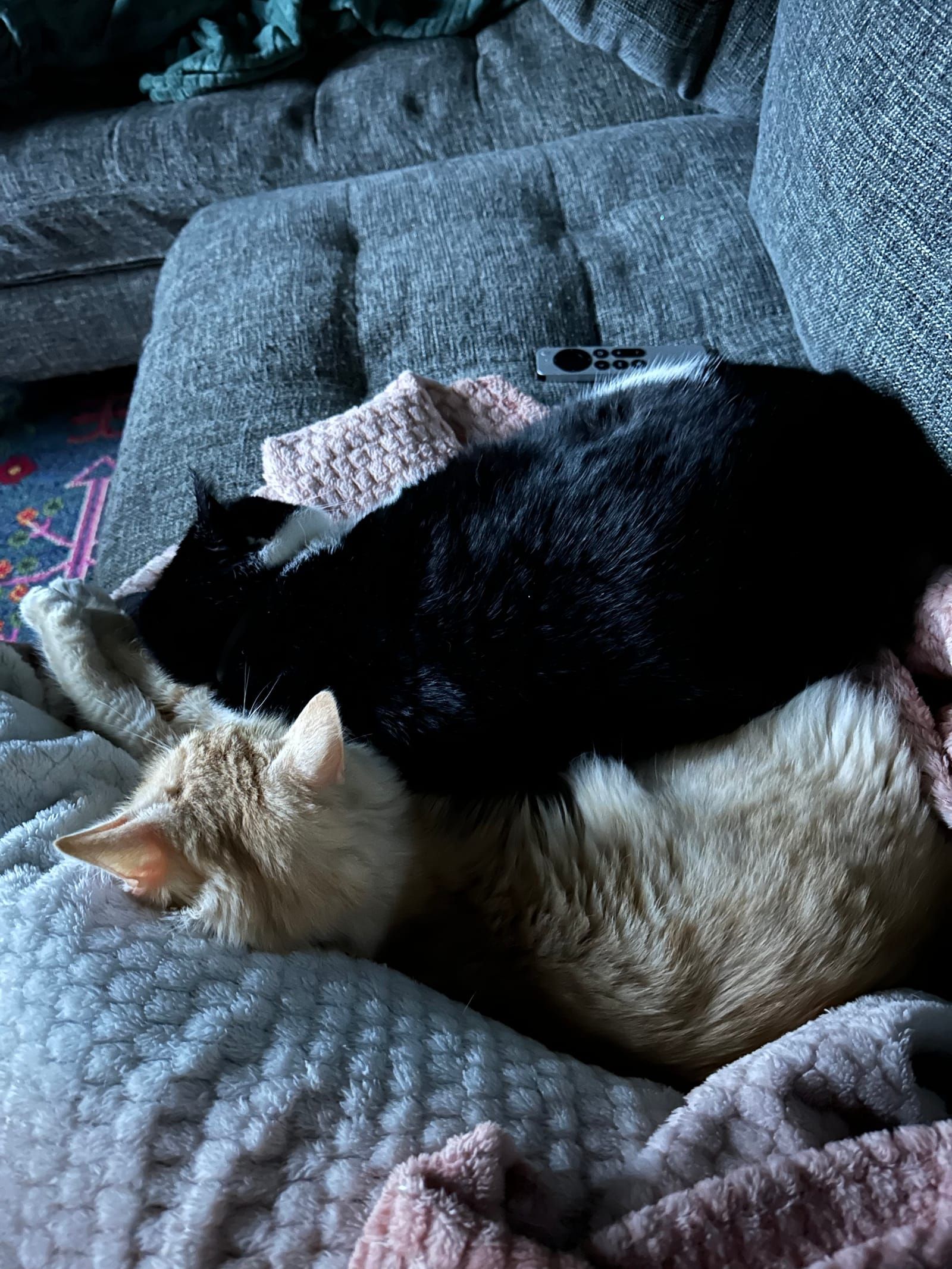 Oliver the tuxedo cat.