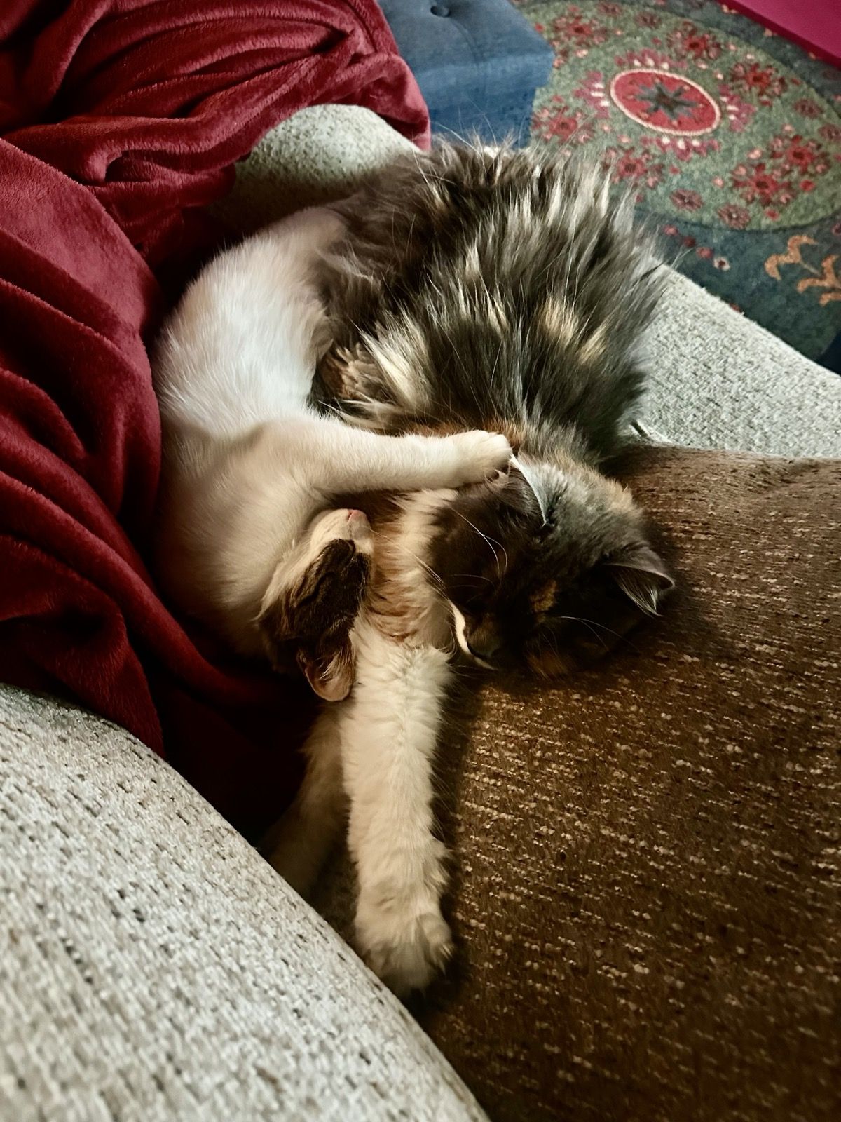 Polly grooming herself on the couch next to a red blanket