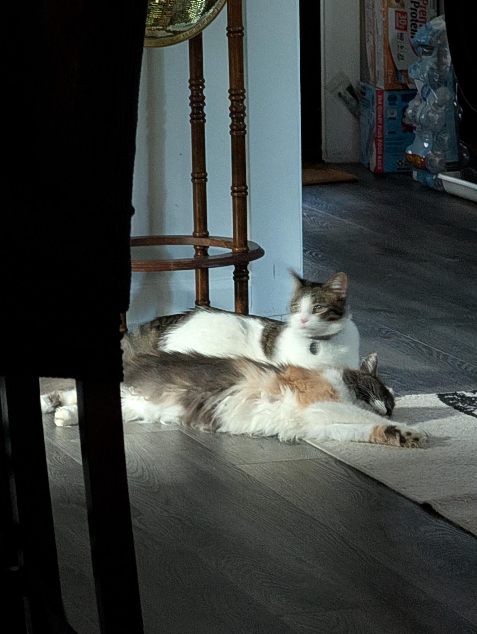 Polly stretched out in a sunbeam on the floor