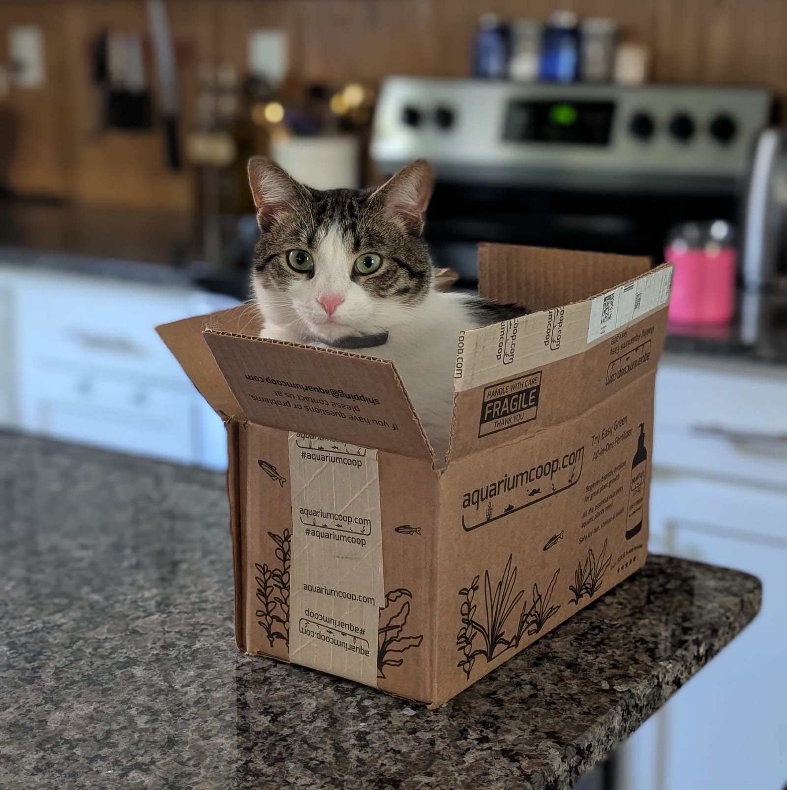 A tabby and white cat sits inside a cardboard box labeled 'aquariumcoop.com' on a kitchen counter, looking directly at the camera with wide eyes.