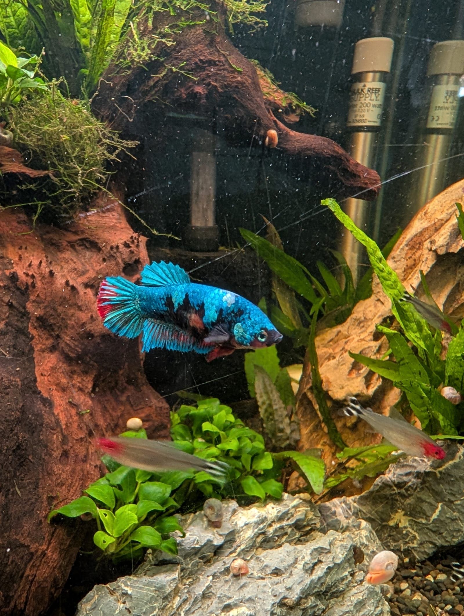 A vibrant blue betta fish with red and black markings swims among aquatic plants, driftwood, and rocks in a freshwater aquarium with supply bottles visible in the background.