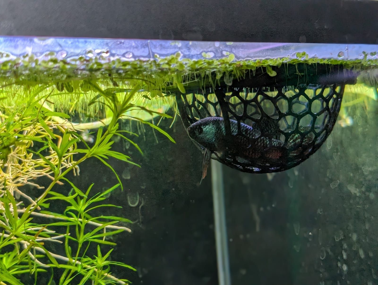 A small dark-colored fish with iridescent blue and green coloring rests in a black mesh breeding net suspended in an aquarium. Bright green aquatic plants are visible on the left side of the tank with water droplets on the glass surface above.