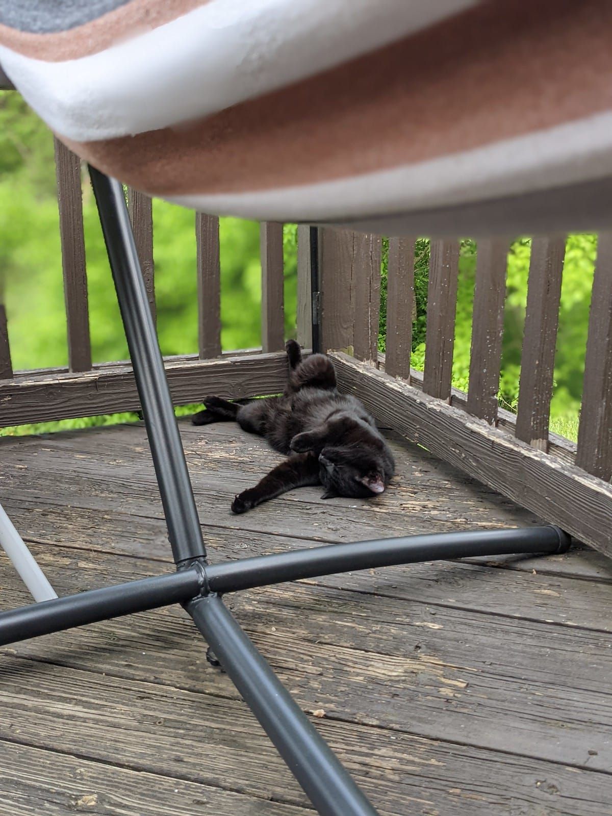 Lily the black cat, sleeps on her back on the back porch.