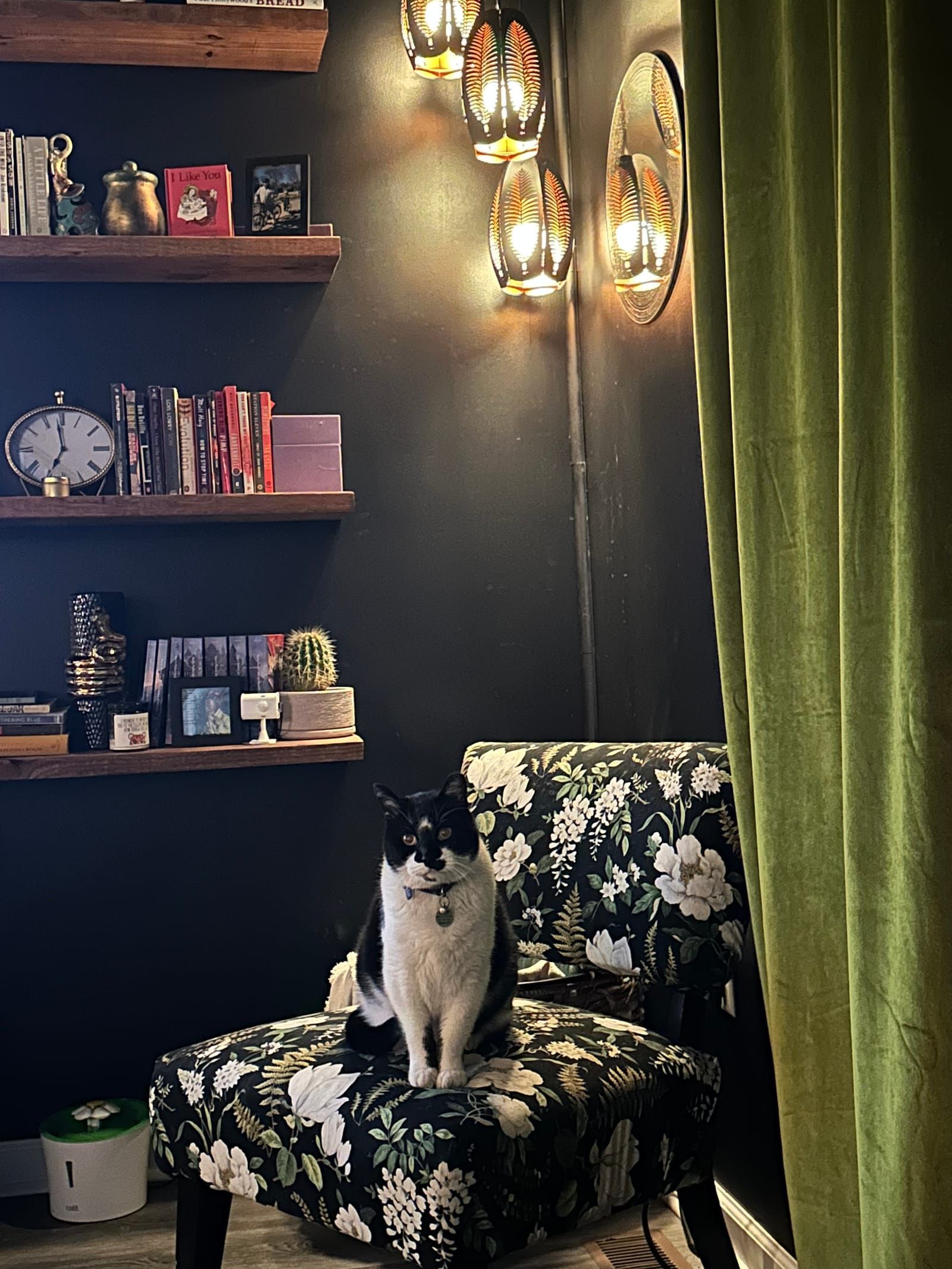 Oliver the tuxedo cat.