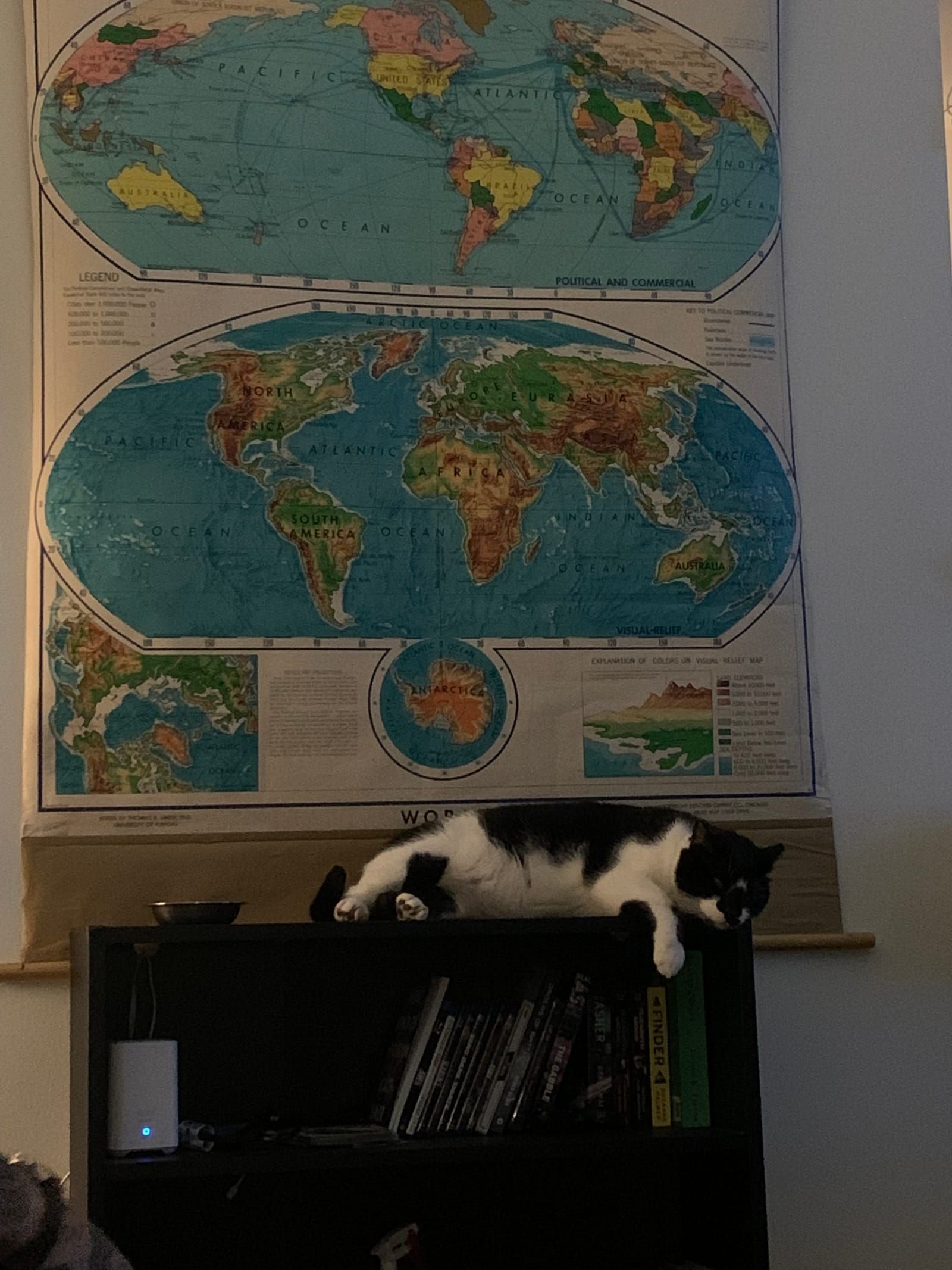 Oliver the tuxedo cat.