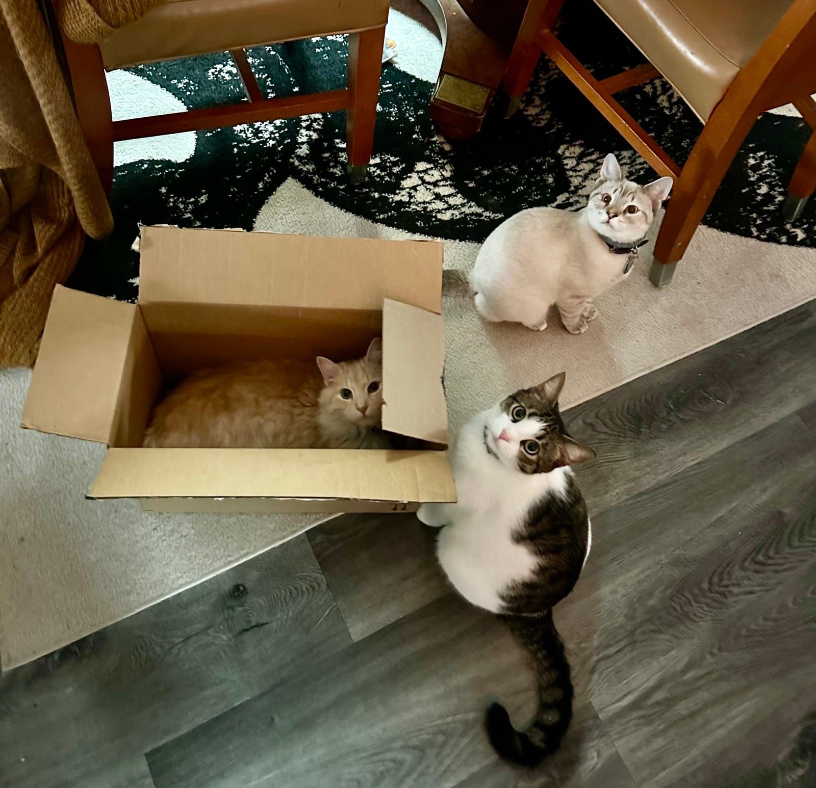 Mac in a cardboard box with Polly and Linus looking on