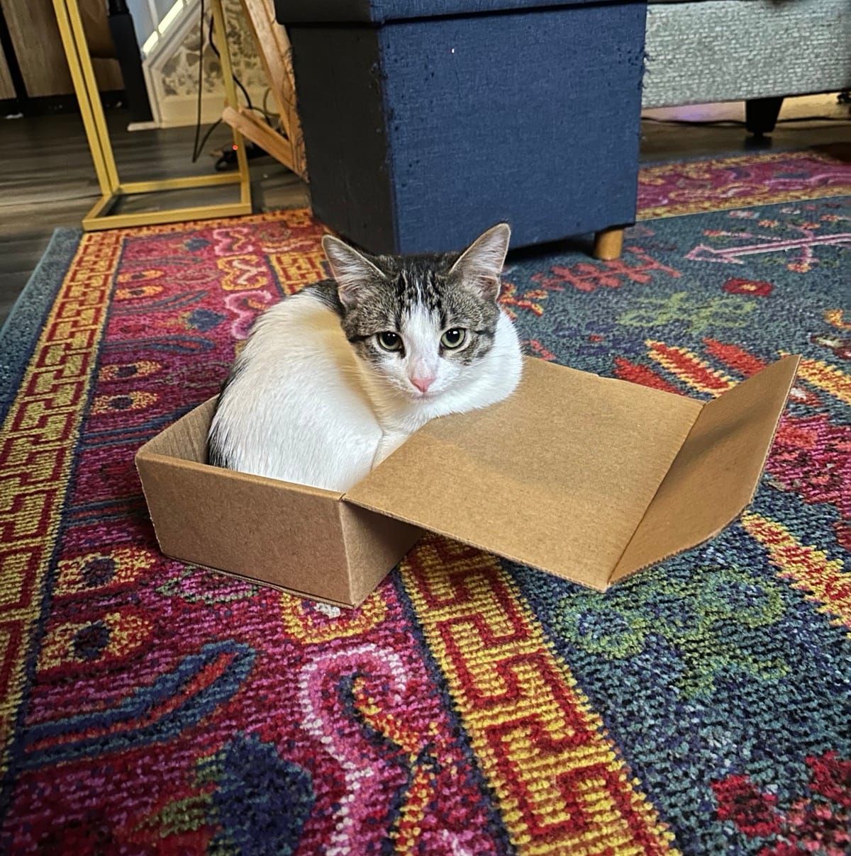 A gray and white tabby cat sits in a cardboard box on a patterned carpet in an indoor living space, looking directly at the camera with alert eyes.