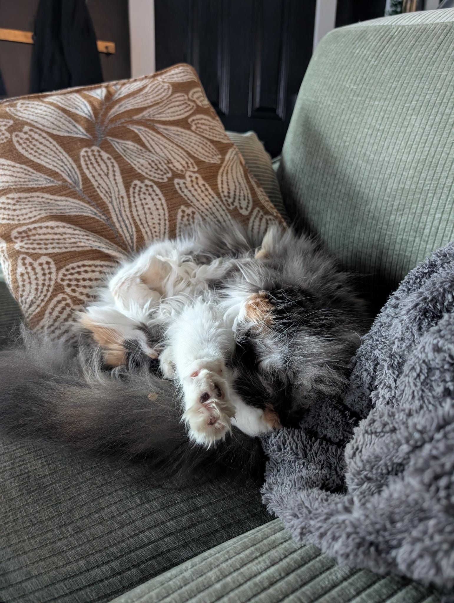 Polly the floofy haired kitty posing for the camera.