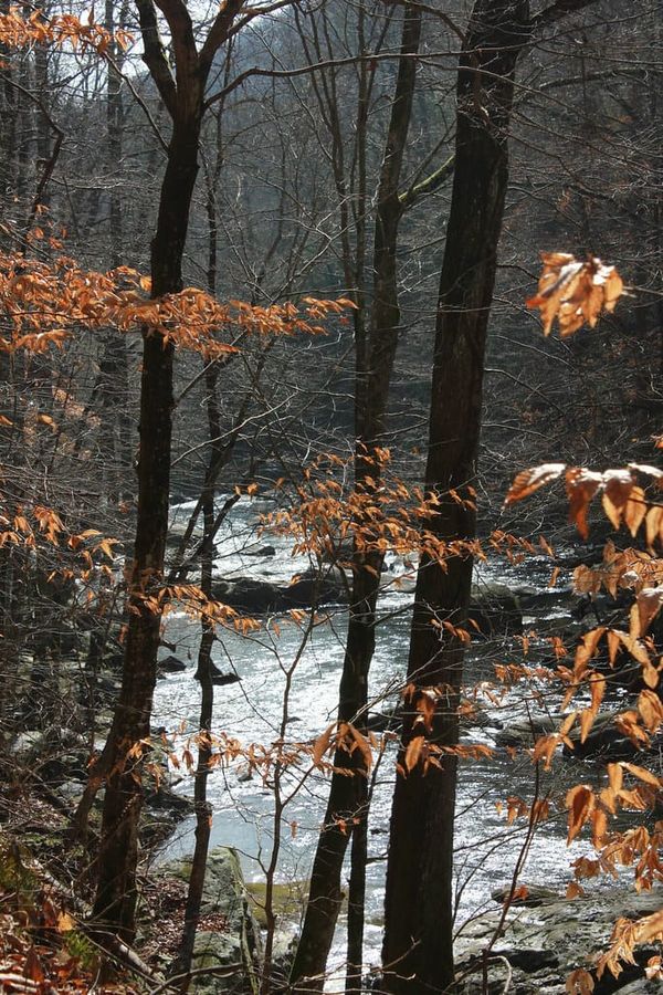 Hiking Laurel-Snow