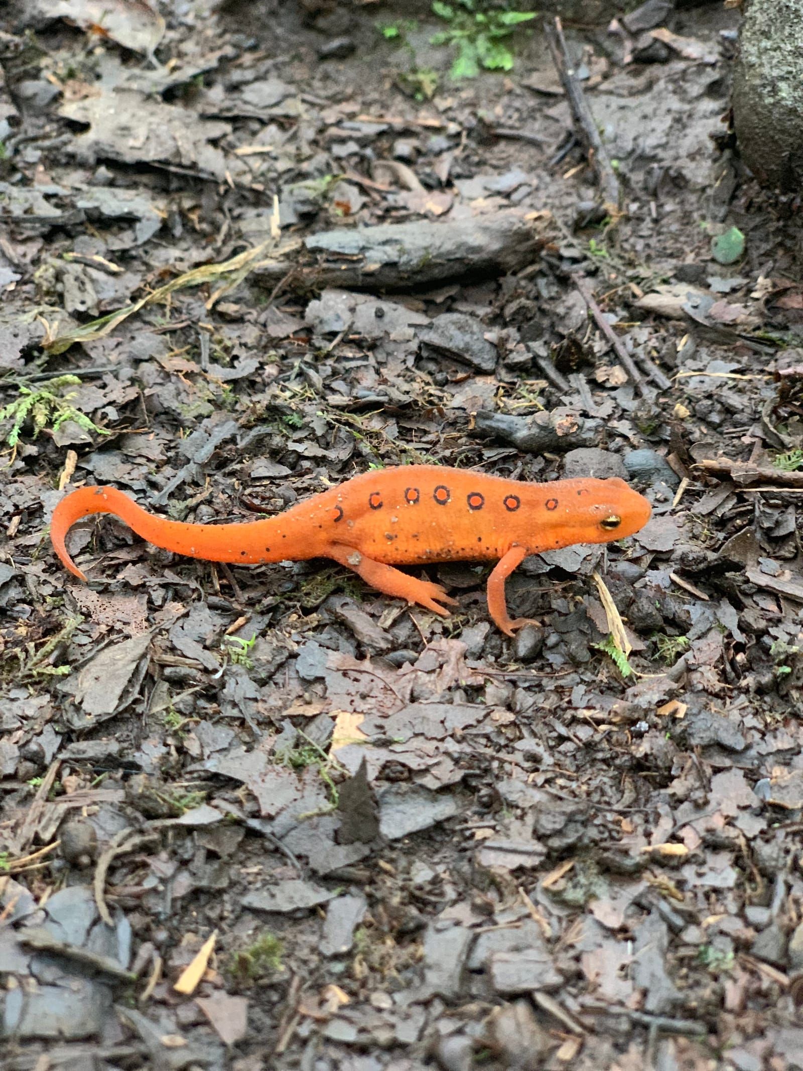 Orange and black salamander.
