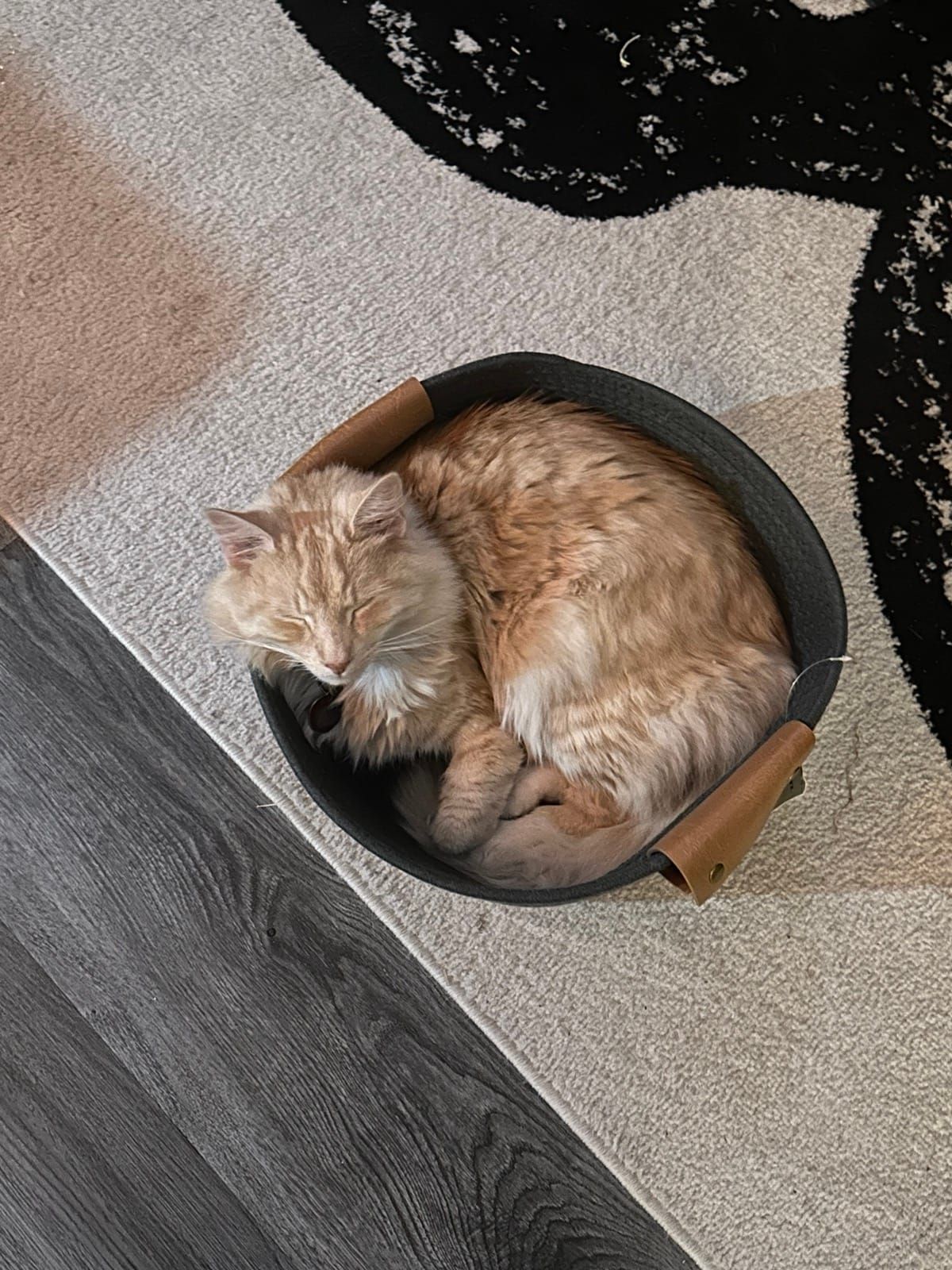 Mac curled up sleeping in a round felt basket