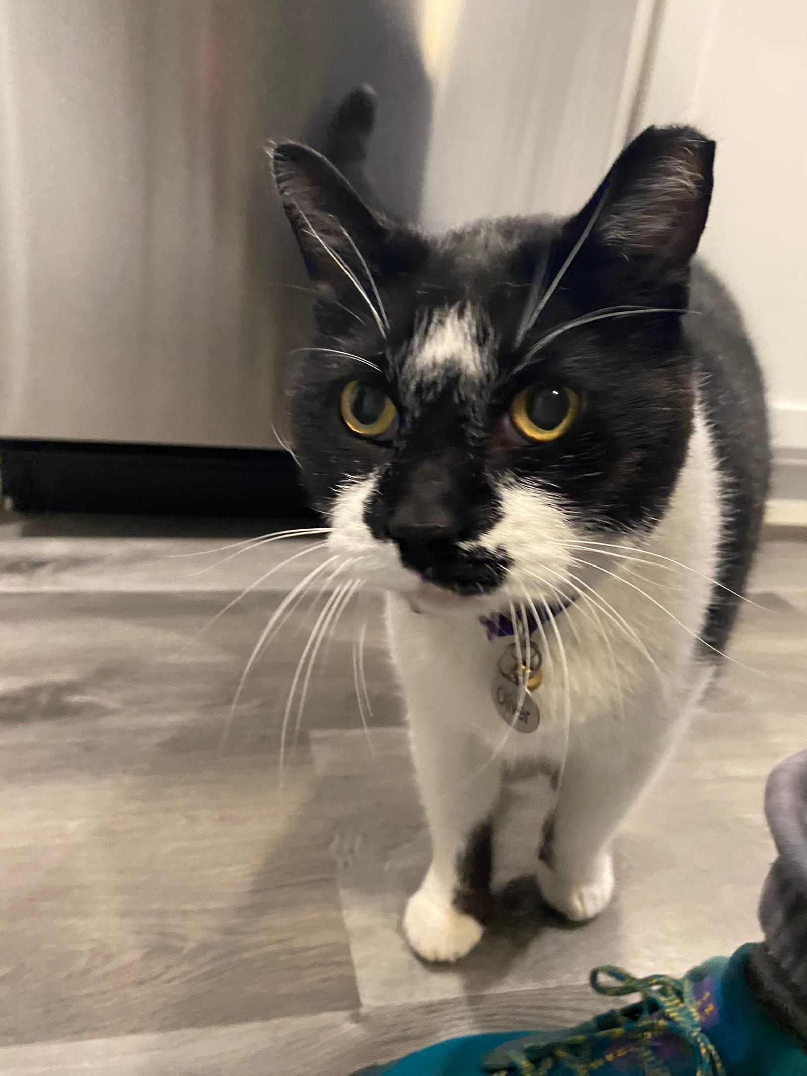 Oliver the tuxedo cat.