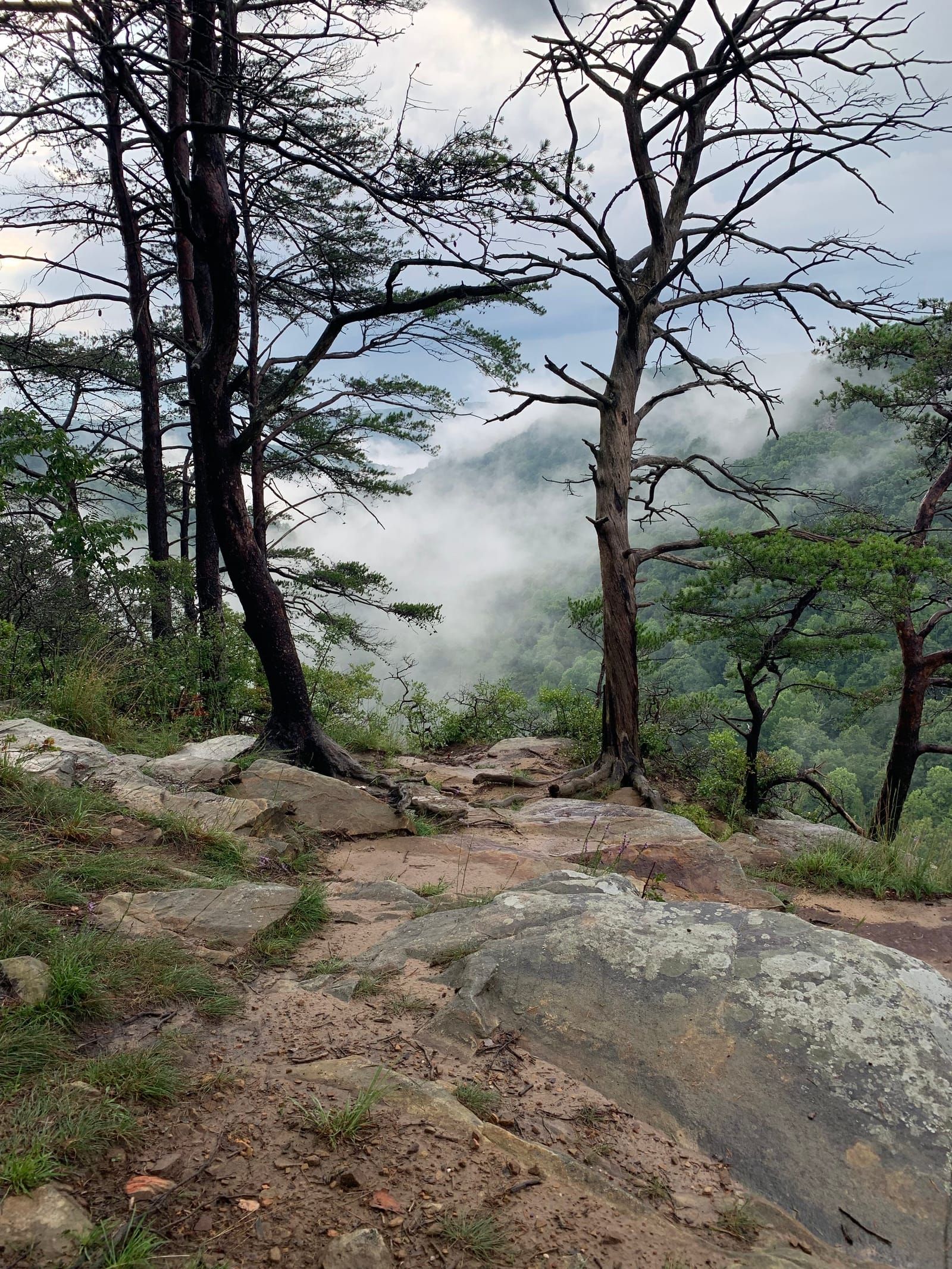 View of the foggy valley from the bluffs.