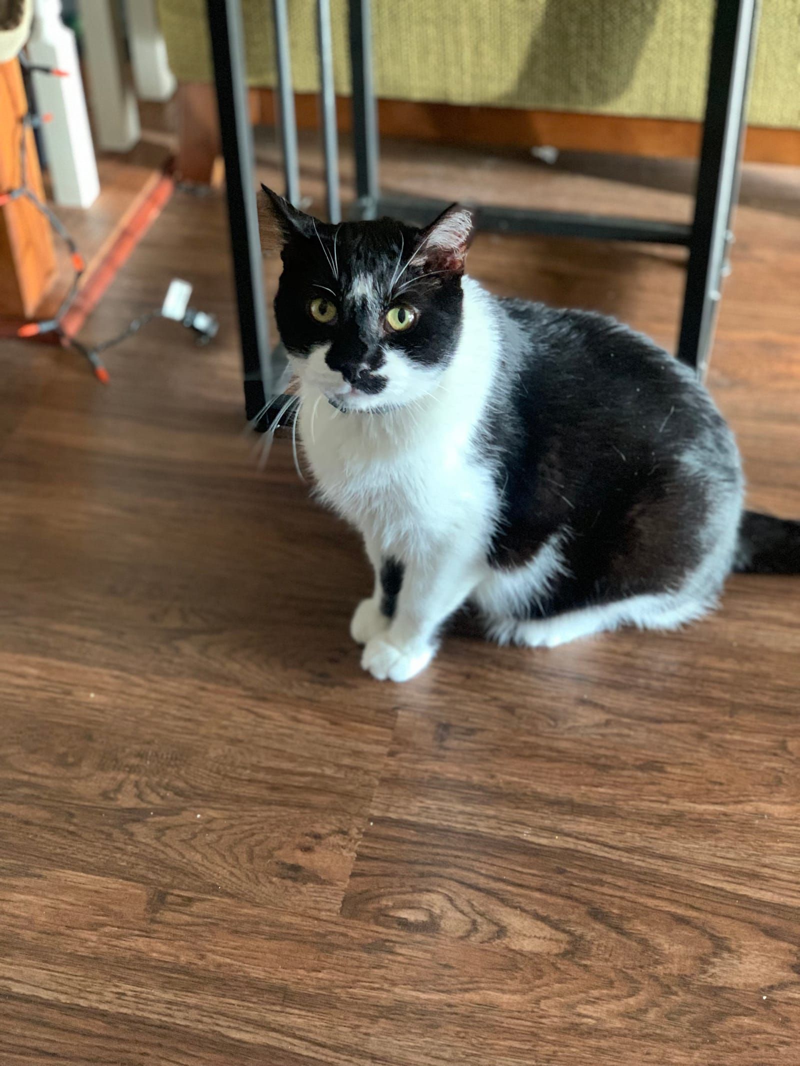 Oliver the black and white kitty captured in a portrait mode photo looking directly at the camera.