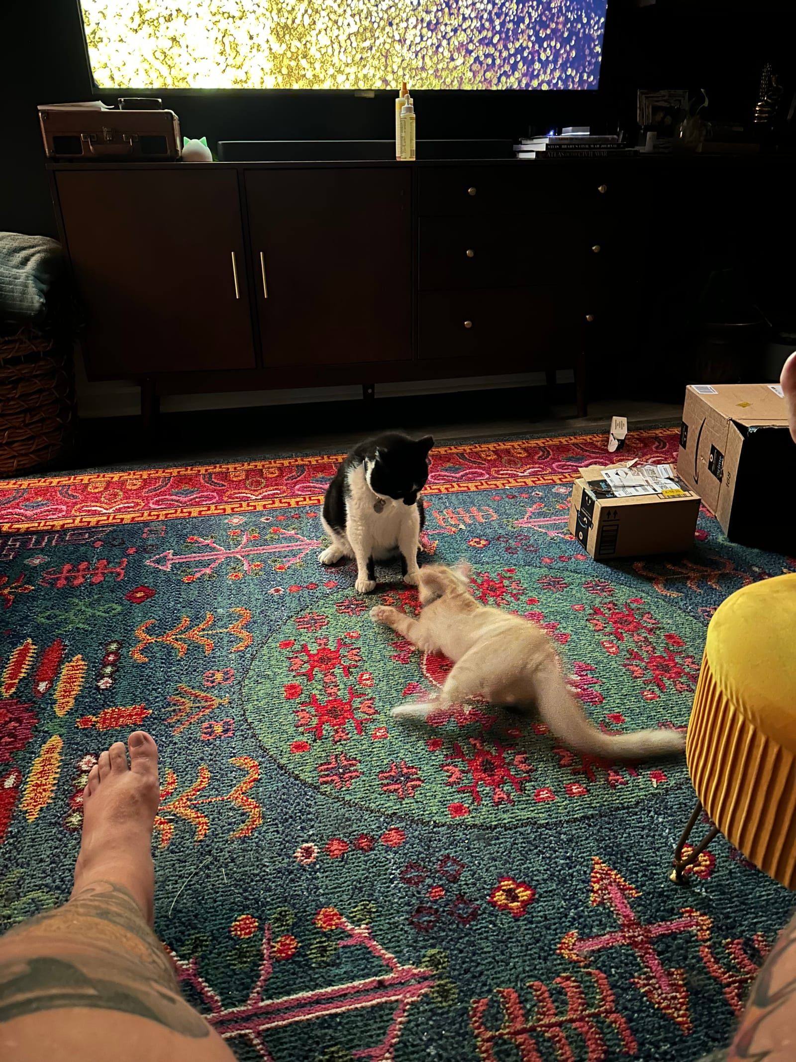 Oliver the tuxedo cat.