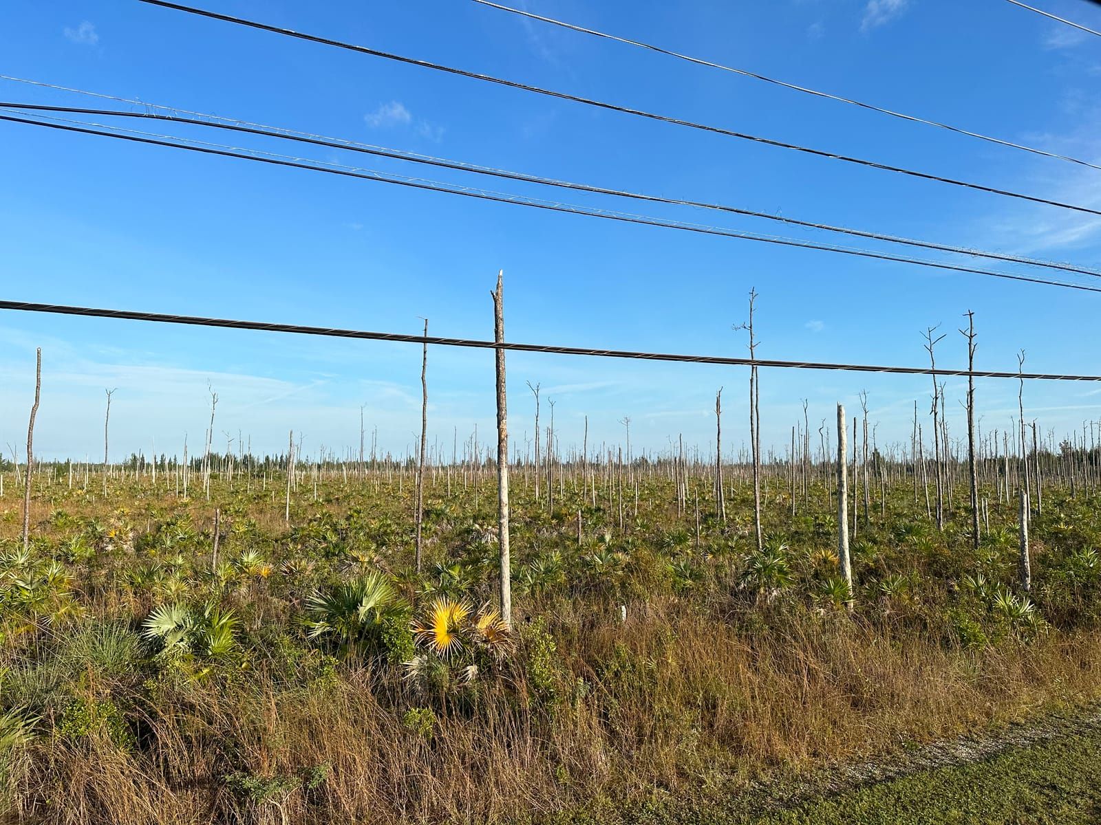 Photo from the tour bus of a damanaged landscape. Dead tree trunks.