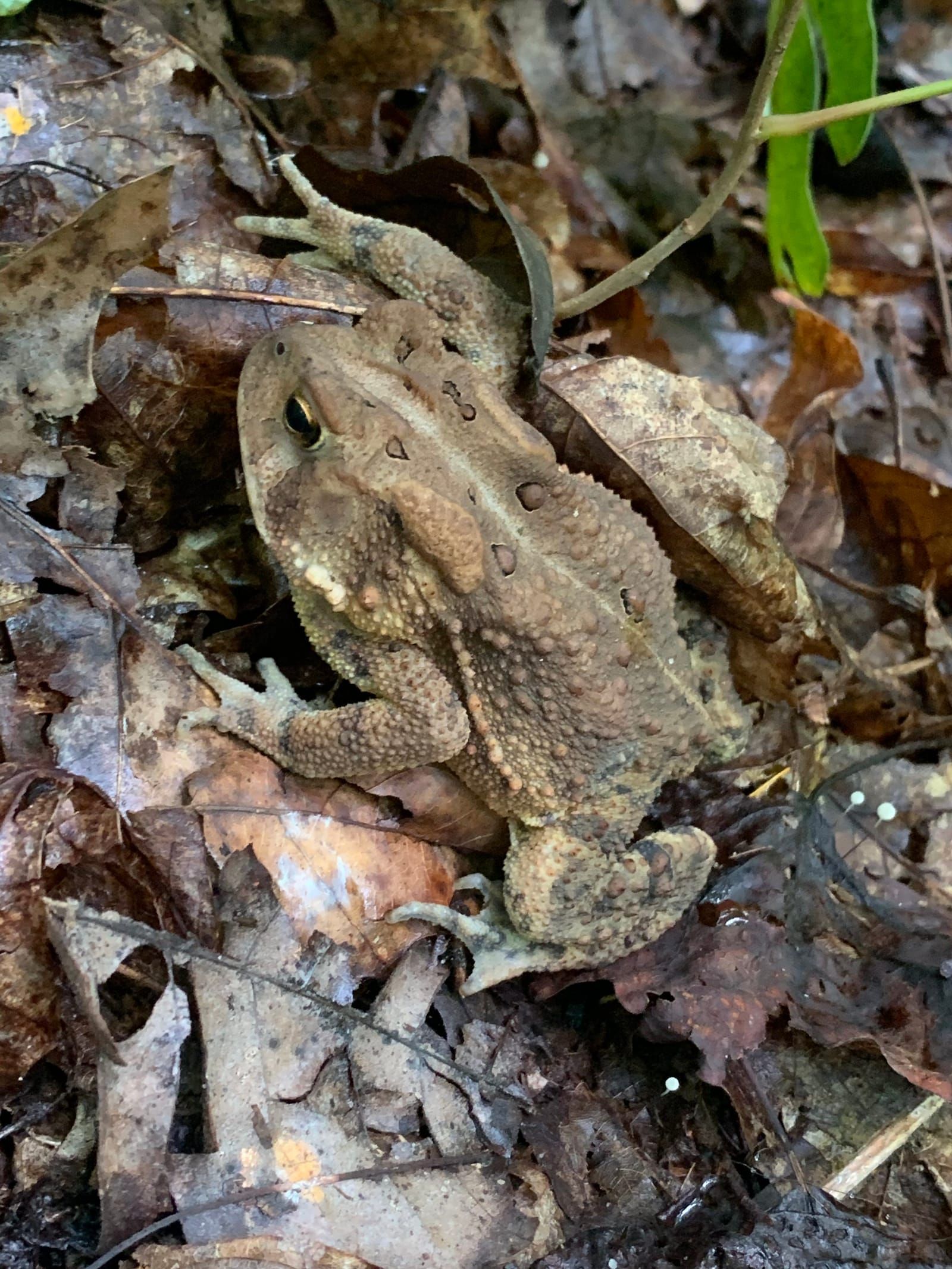 A big toad.