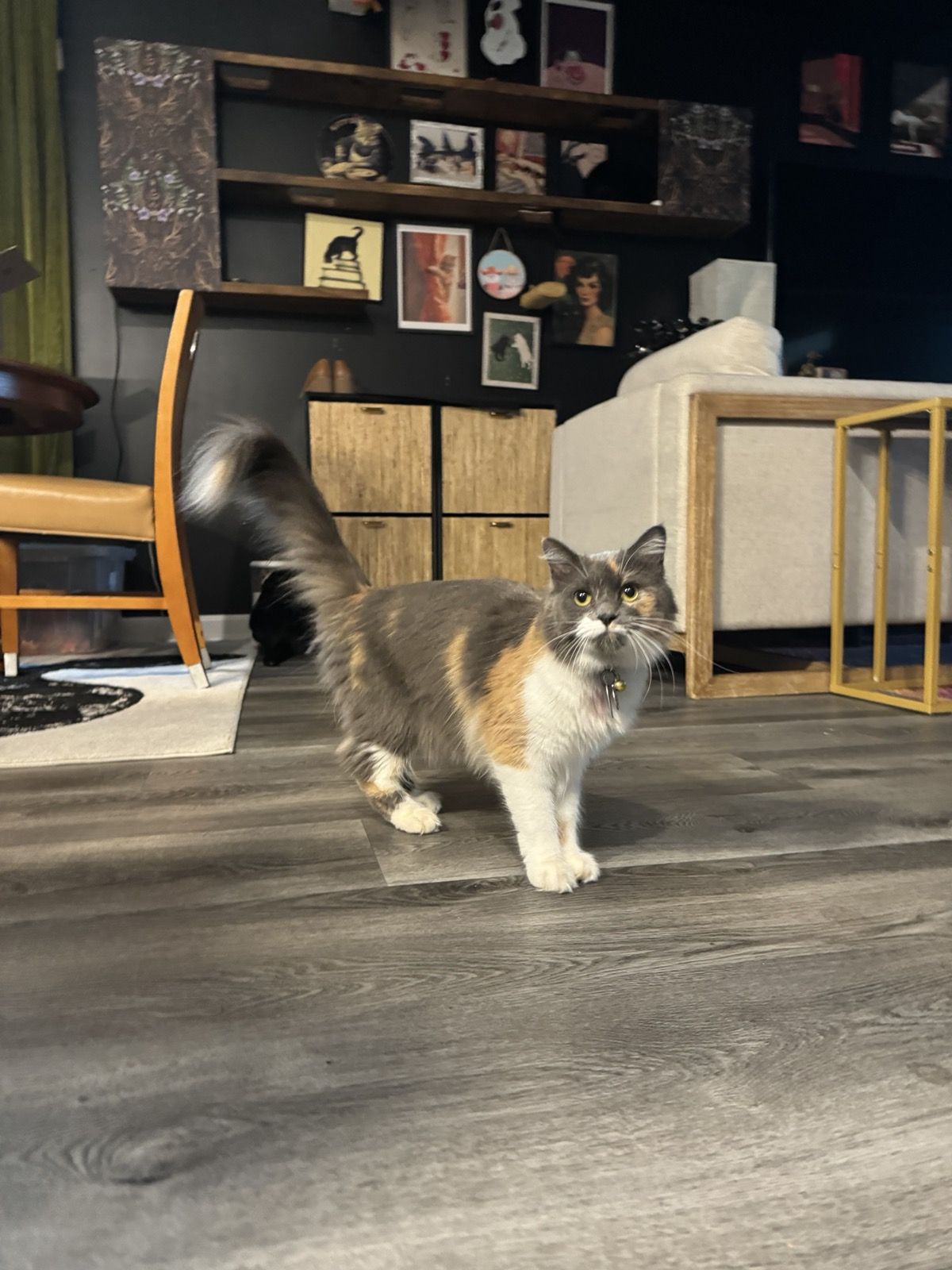 Polly mid-stride in the living room, tail swishing
