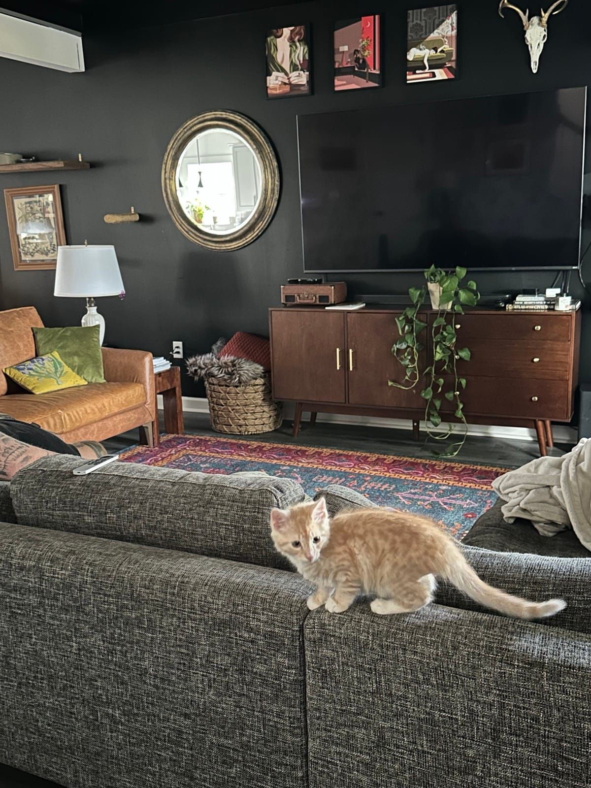 Kitten Mac exploring the back of the couch in the living room