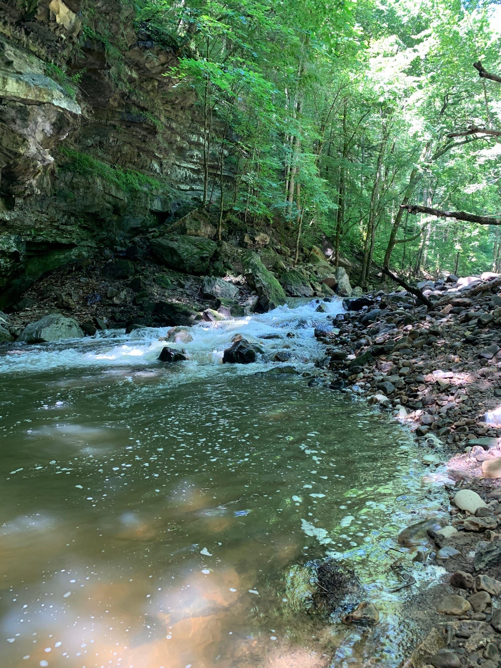 A rapid moving stream with some white water showing with rocky banks and trees in the background.
