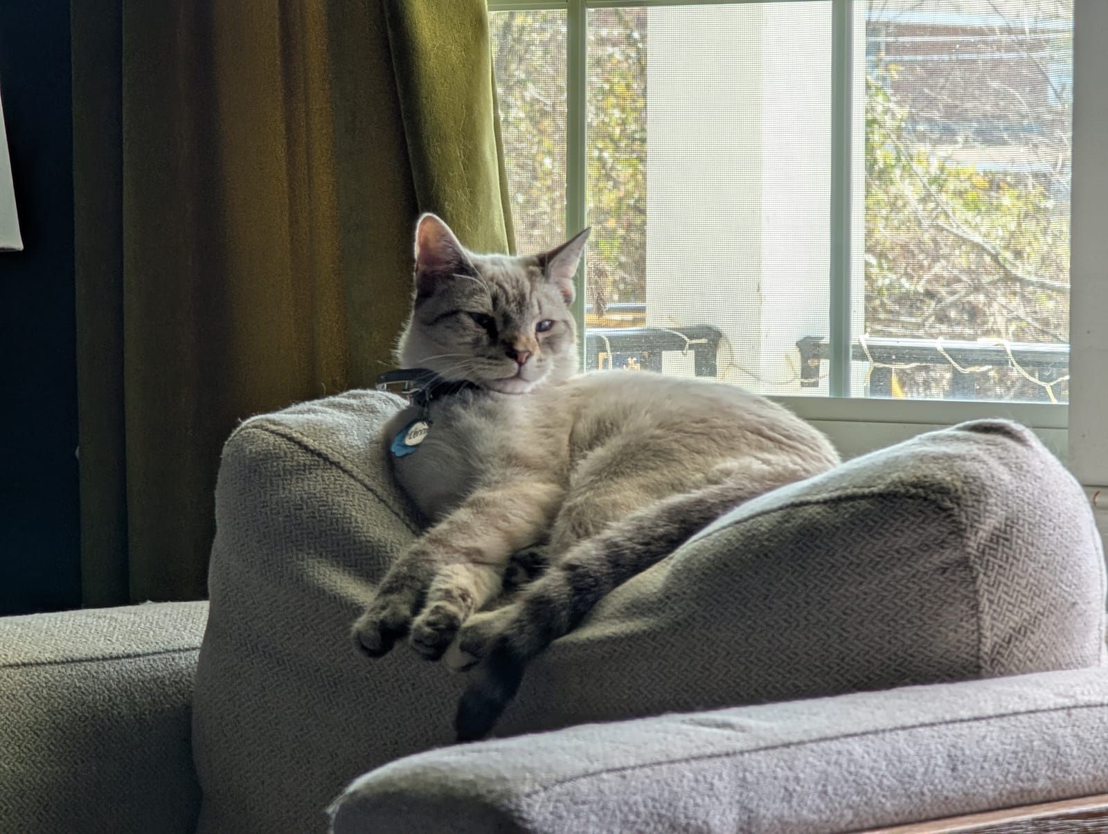 A gray tabby cat wearing a blue collar lounges on a gray upholstered armchair near a window, gazing outside at greenery and bare tree branches visible through the glass.