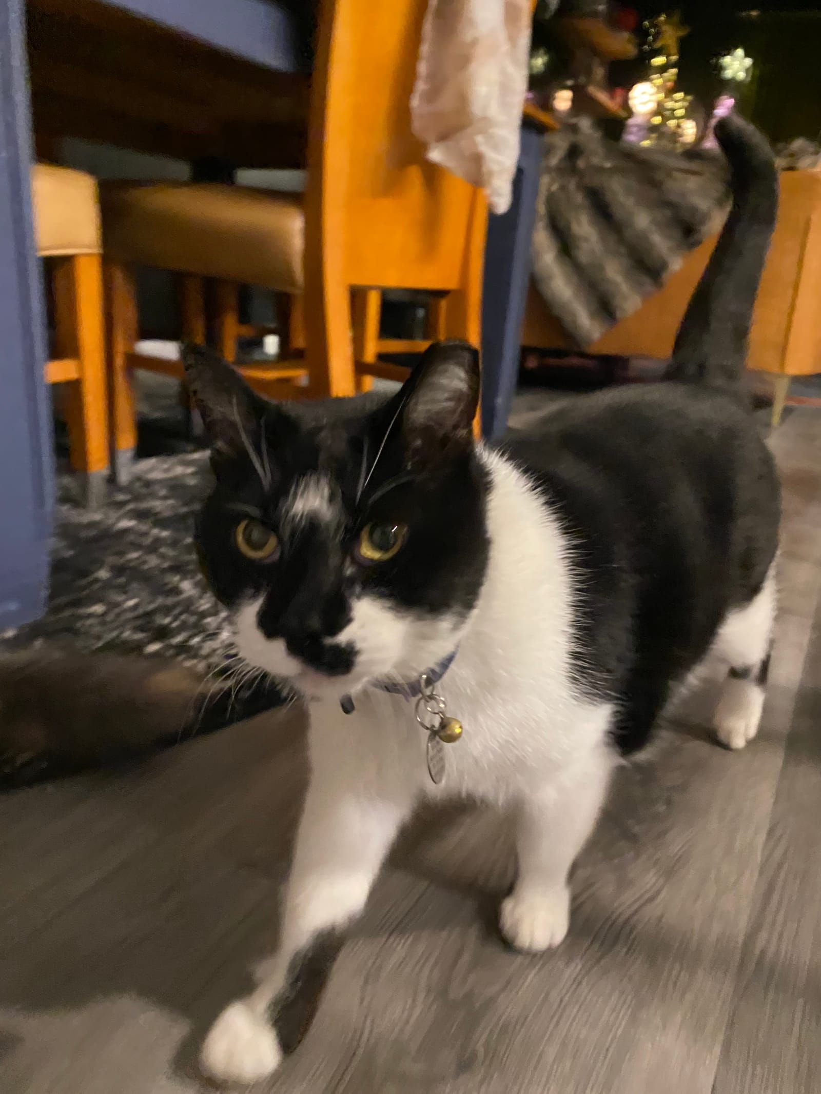 Oliver the tuxedo cat.