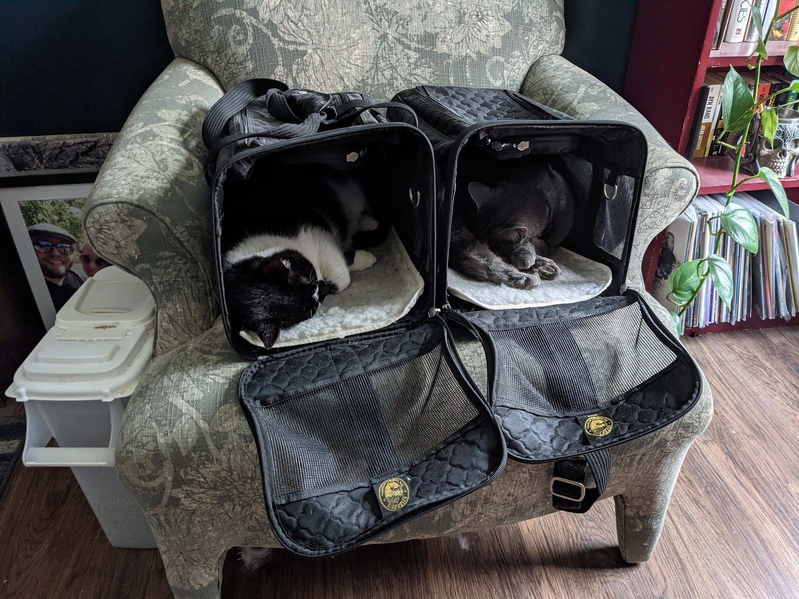 Sammie the gray kitty curled up in his carrier, asleep.