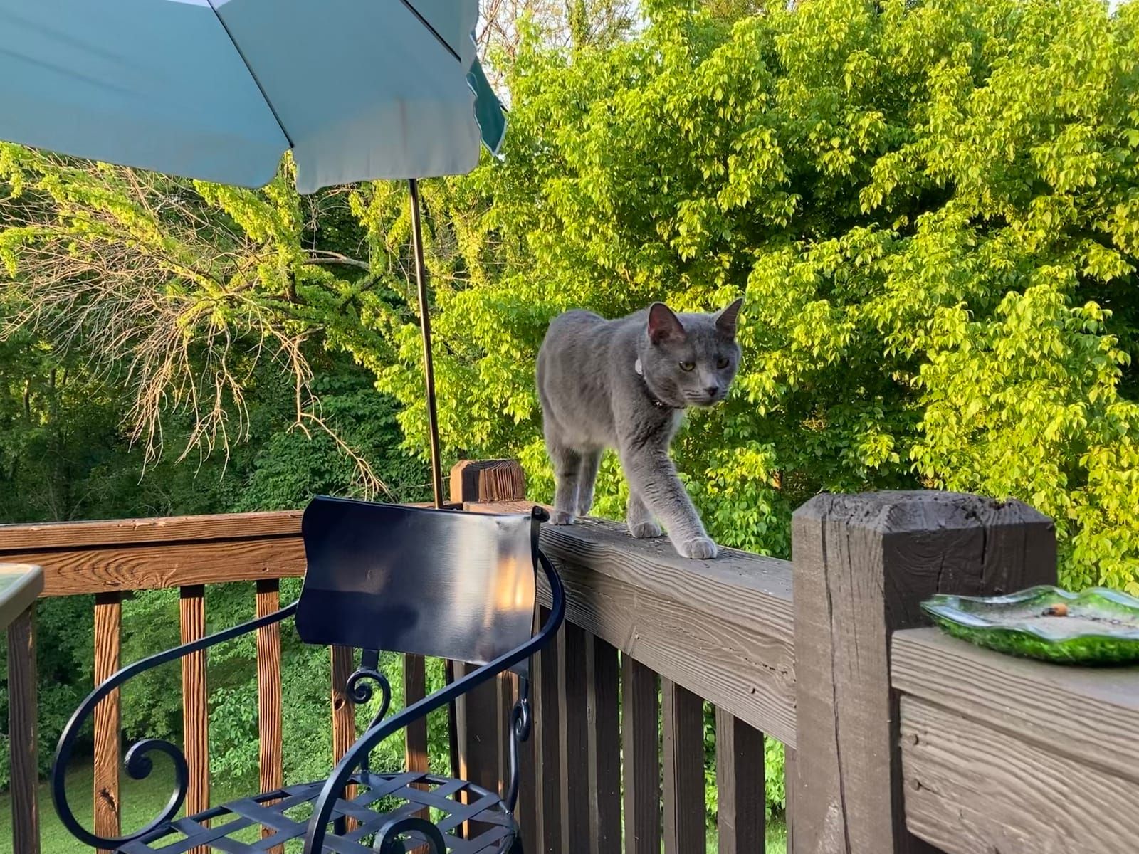 Sammie the gray kitty prowls along the back porch railing in the early evening.
