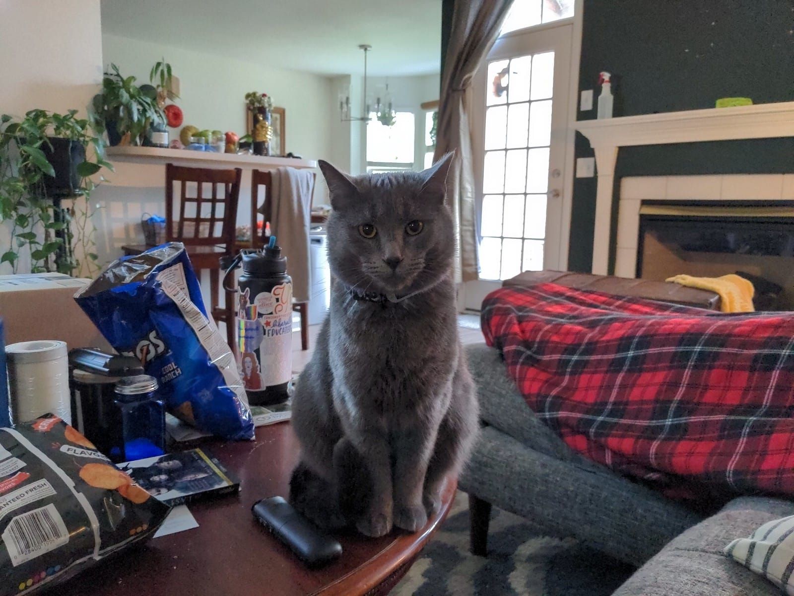 Sammie on the coffee table looking at the camera.