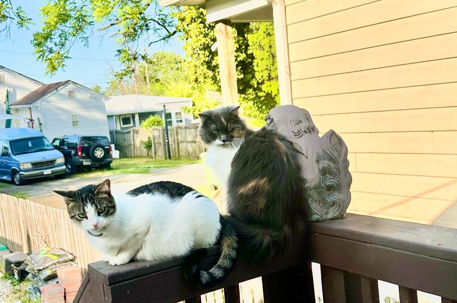 Two cats on a wooden deck railing in a sunny backyard. A tabby and white cat crouches in the foreground while a fluffy black and white cat sits near a decorative stone ornament in the background, with residential houses and parked cars visible behind them.