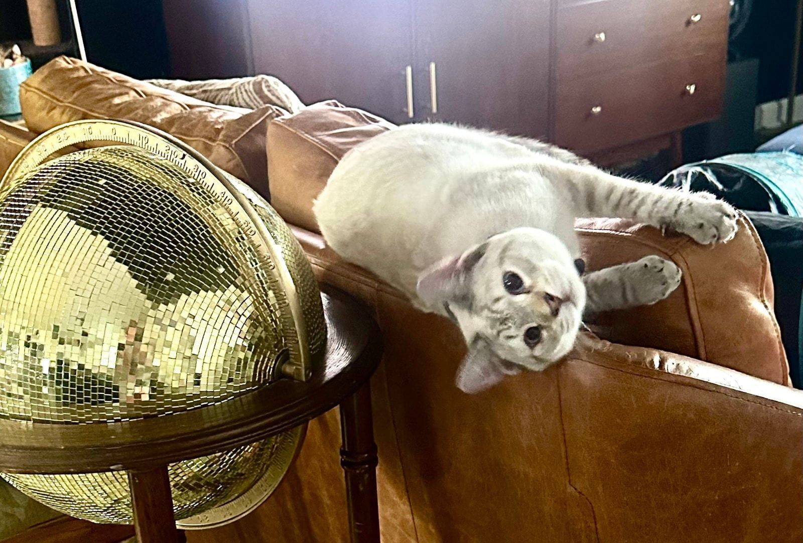 A white cat lying on a brown leather couch next to a gold disco ball, looking up at the camera in a living room setting.