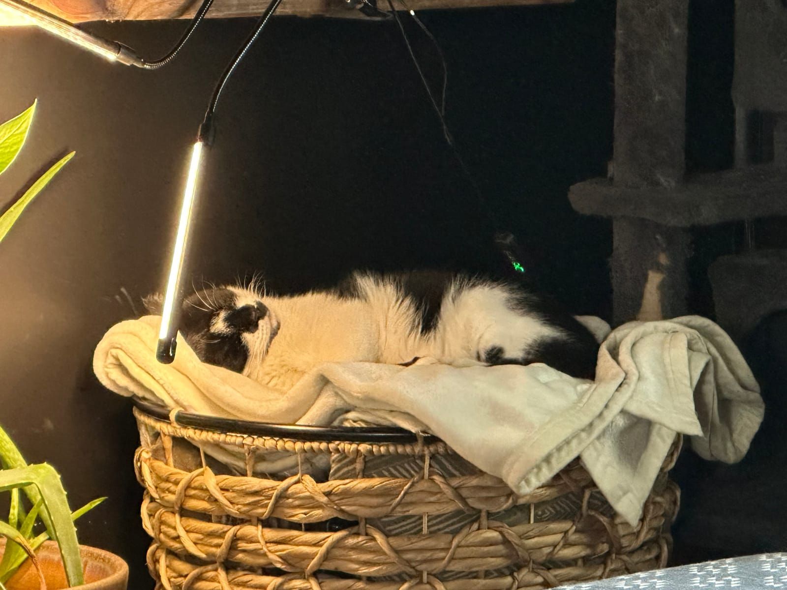 Oliver asleep in the blank basket, under the sun lamp.