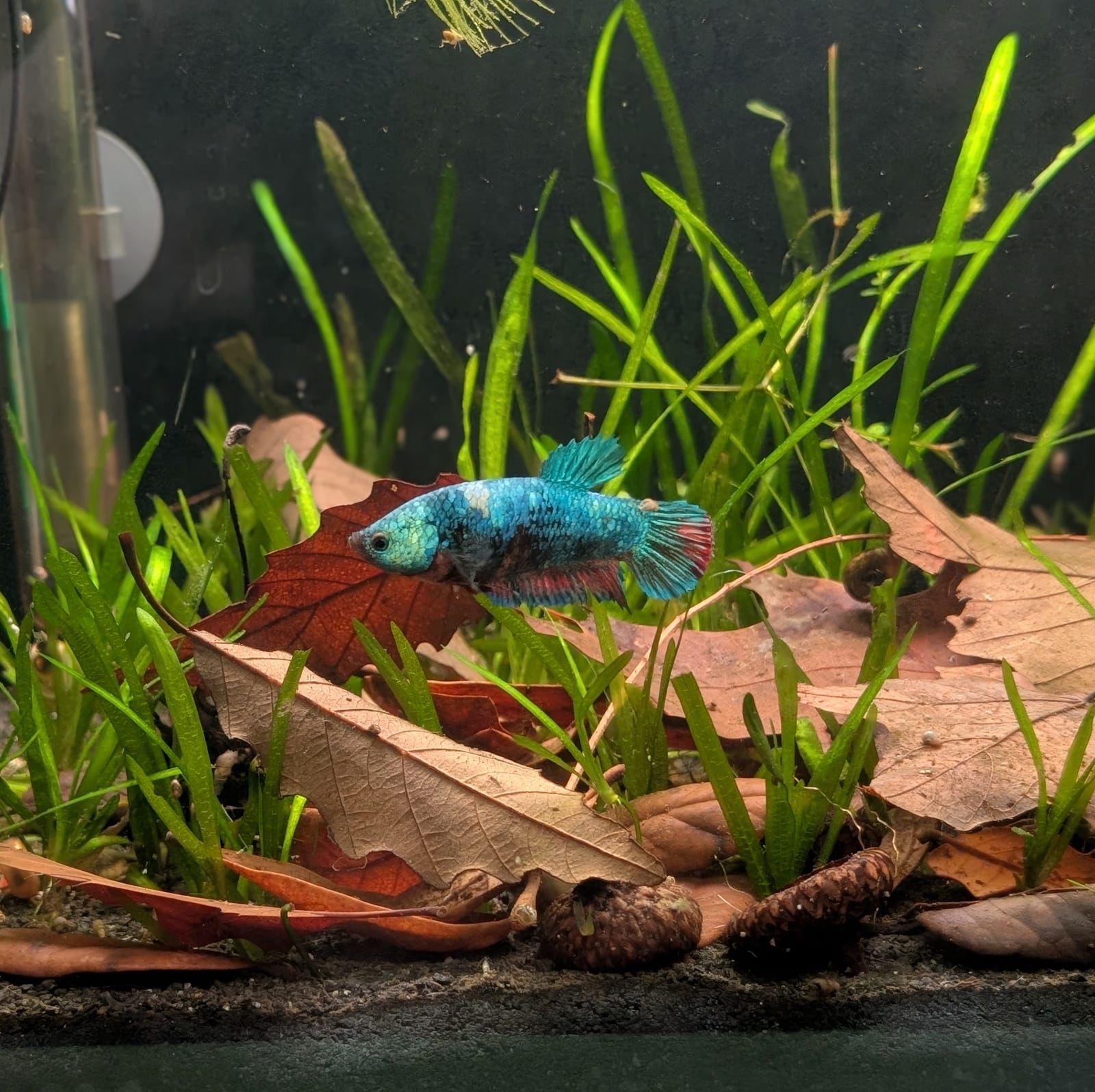 A vibrant blue and red betta fish swims among green aquatic plants and brown leaf litter on the dark substrate of an aquarium.