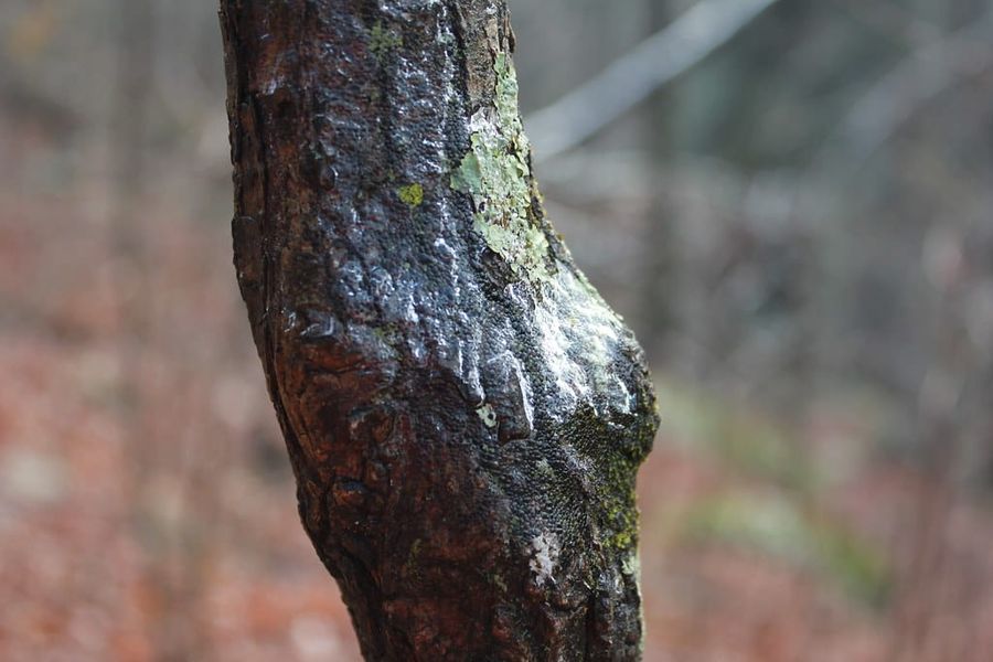 Hiking Laurel-Snow
