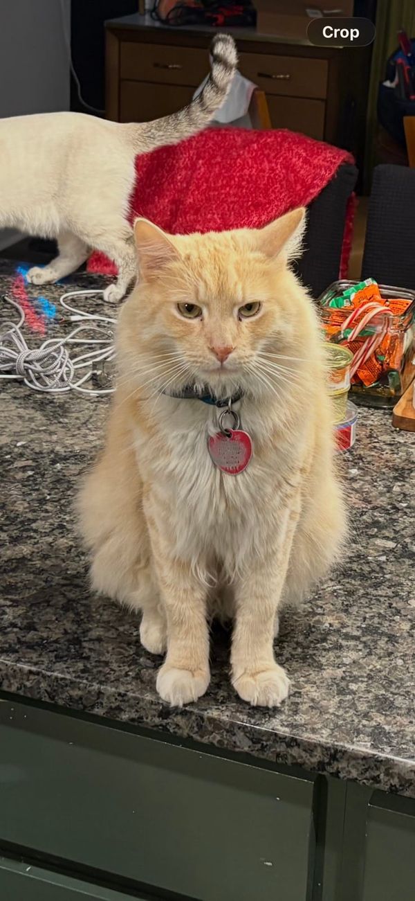 A cream-colored cat with a red heart-shaped tag sits on a kitchen counter, looking directly at the camera with a serious expression. In the background, another white cat wears a red blanket or sweater.