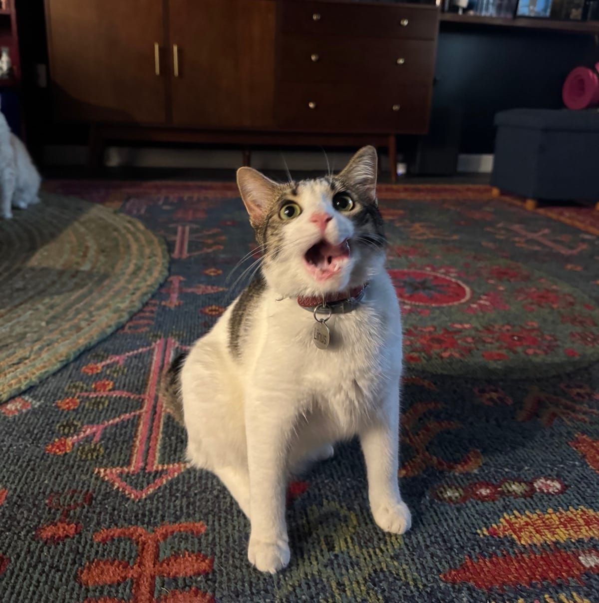 A white and gray tabby cat sits on a patterned rug indoors with its mouth wide open in an expression of surprise or excitement, looking directly at the camera with large eyes.