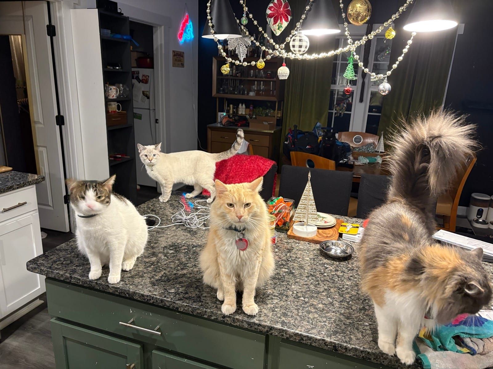 Four cats gathered on the kitchen island during the holidays