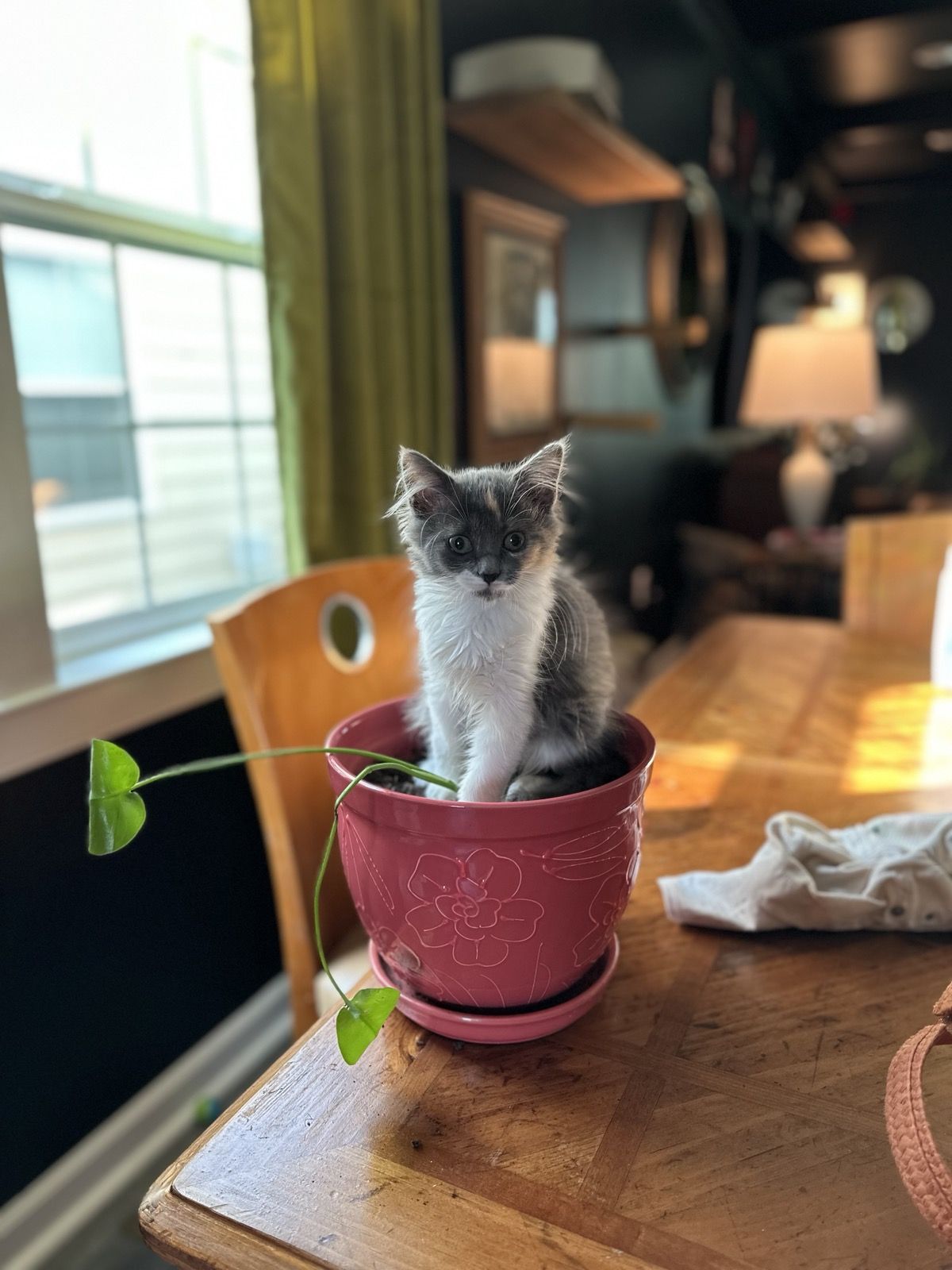 Kitten Polly sitting inside a pink flower pot on the kitchen table