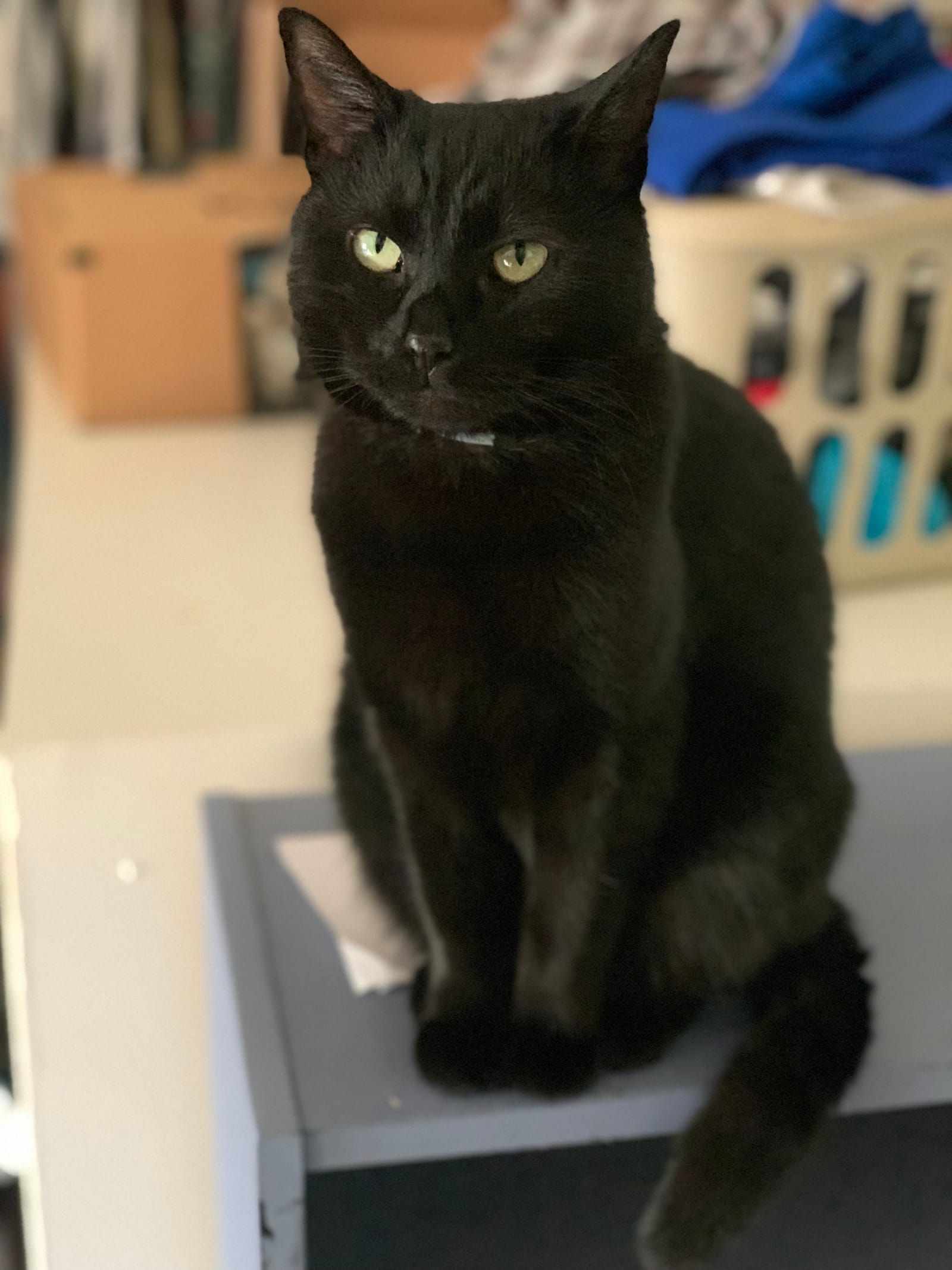 Lily the black cat captured in a portrait mode photo with the laundry basket in the background.