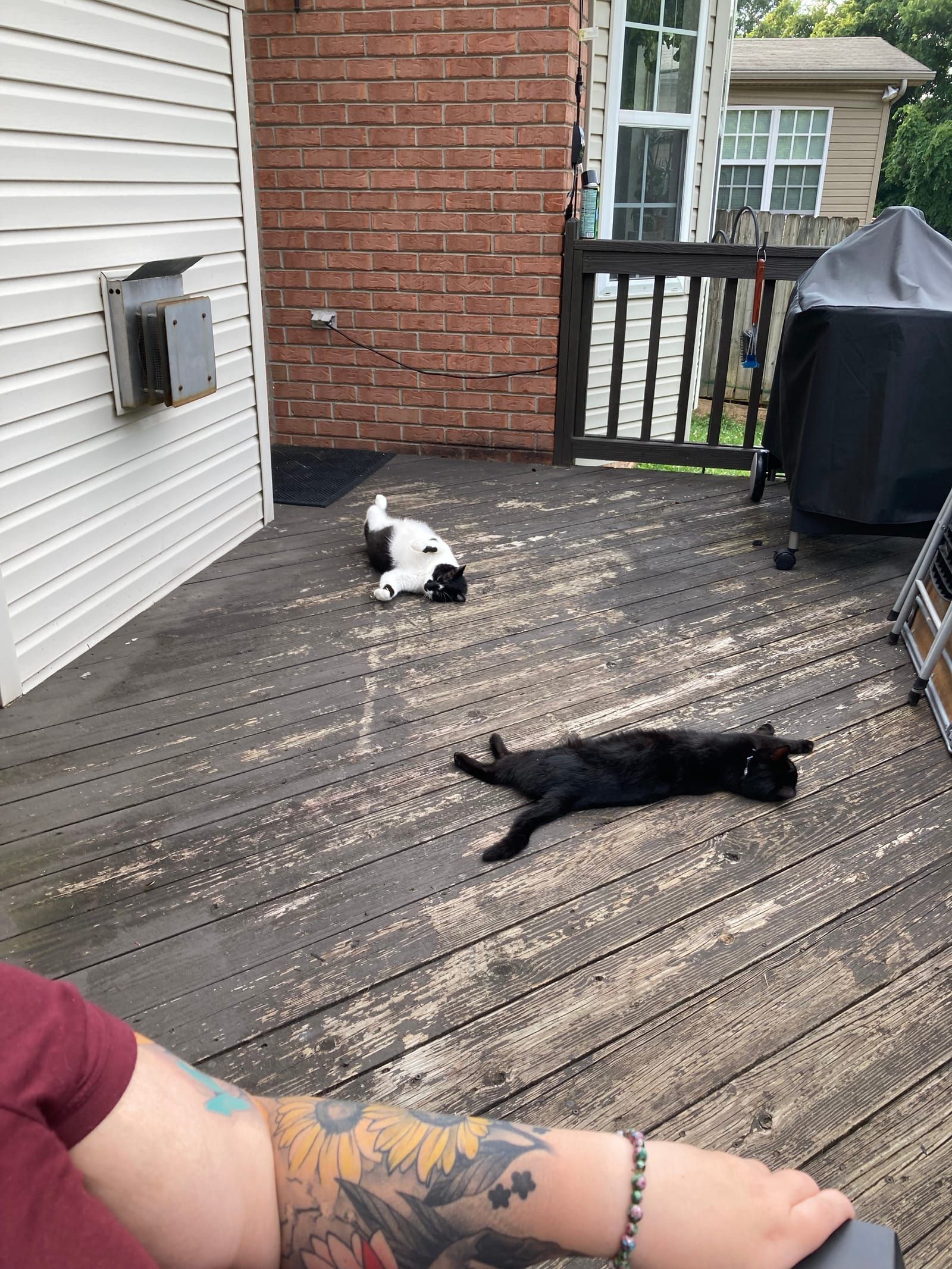 Lily and Oliver the cats lounge on the back porch.