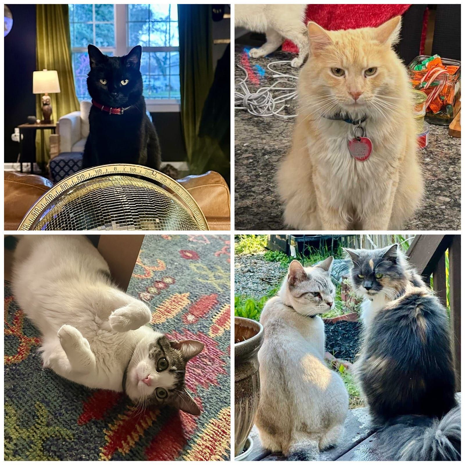 A four-panel collage of cats in various settings: top left shows a black cat with yellow eyes wearing a red collar sitting indoors by a window; top right shows a cream-colored cat with a pink heart-shaped tag; bottom left shows a tabby and white cat lying on a colorful rug; bottom right shows two long-haired cats sitting together outdoors.